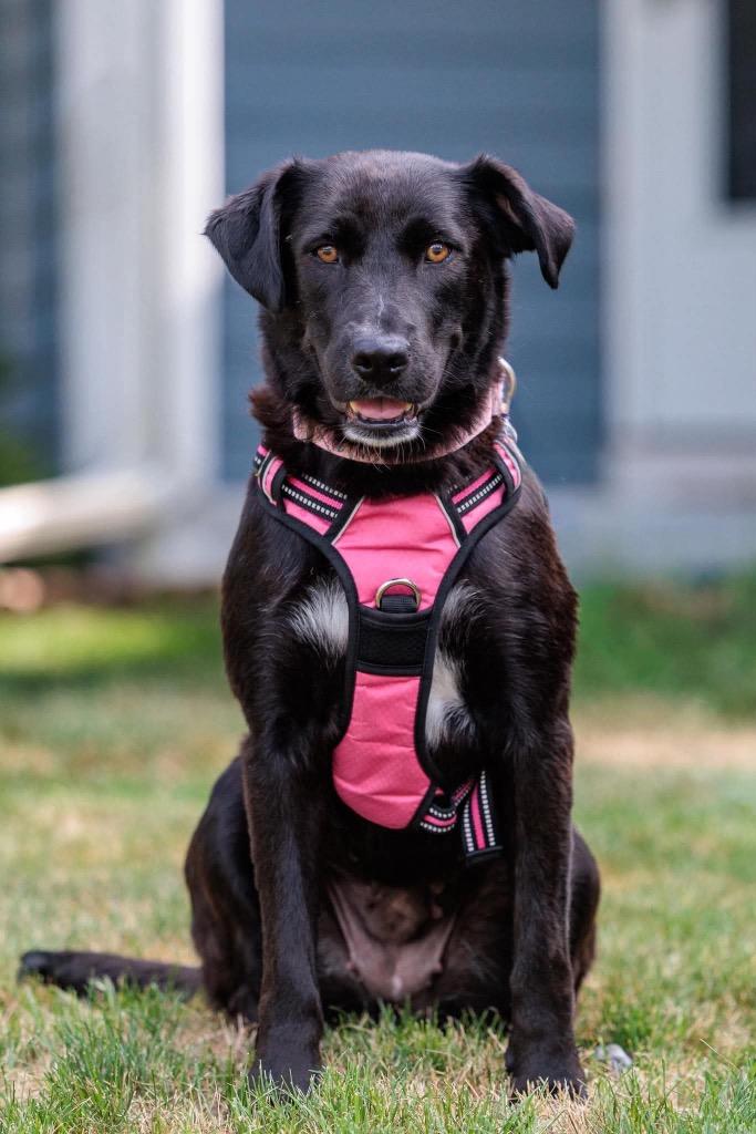 Anna, a Adoptable mixed breed in Savage, MN image 4/5