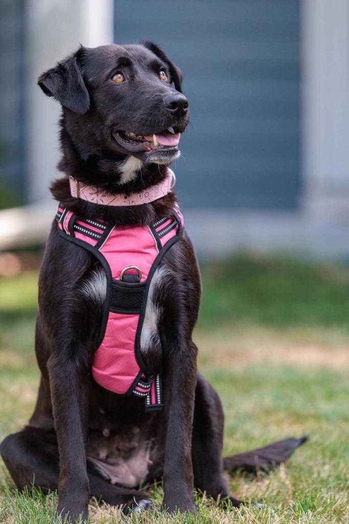Anna, a Adoptable mixed breed in Savage, MN image 5/5