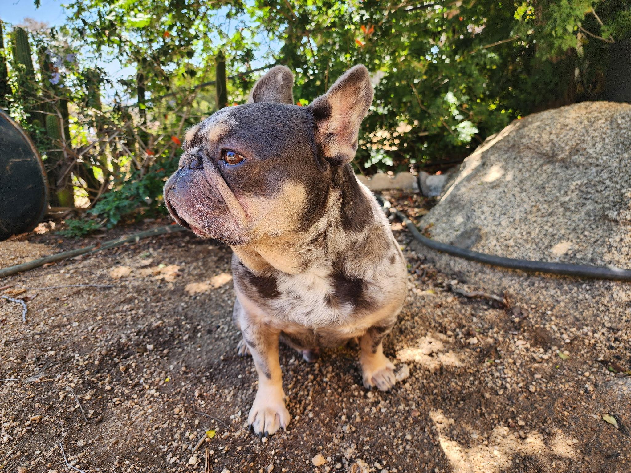 Enlarge Milo, a Adoptable French Bulldog in Los Angeles , CA image 3/6