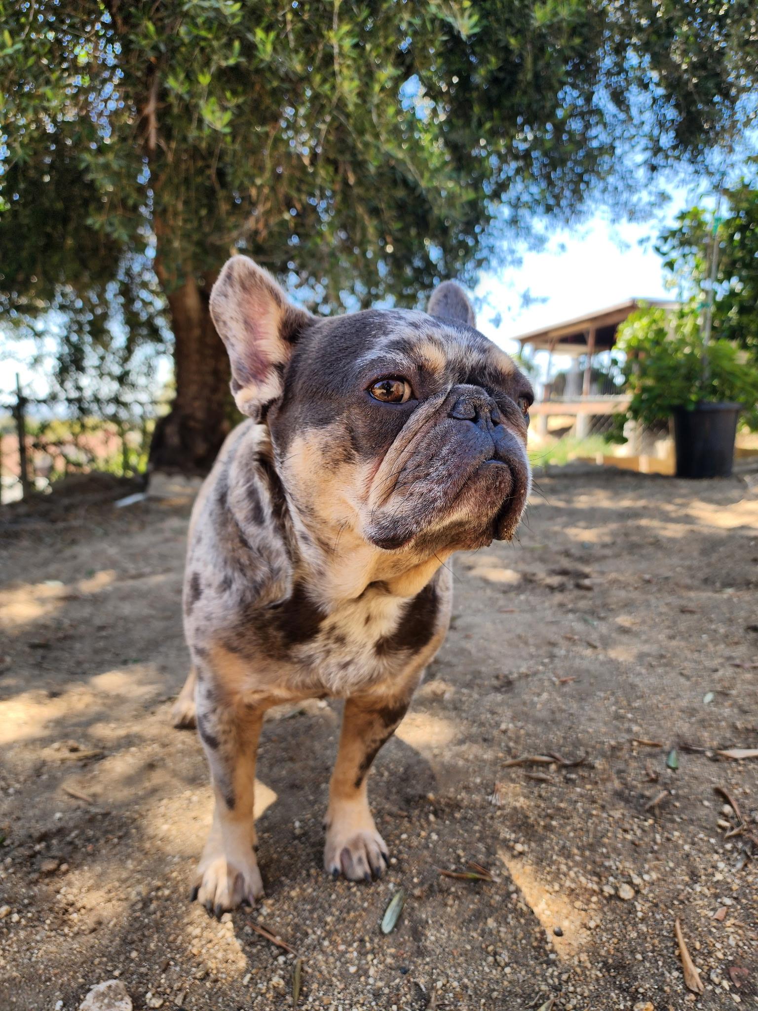 Enlarge Milo, a Adoptable French Bulldog in Los Angeles , CA image 1/6