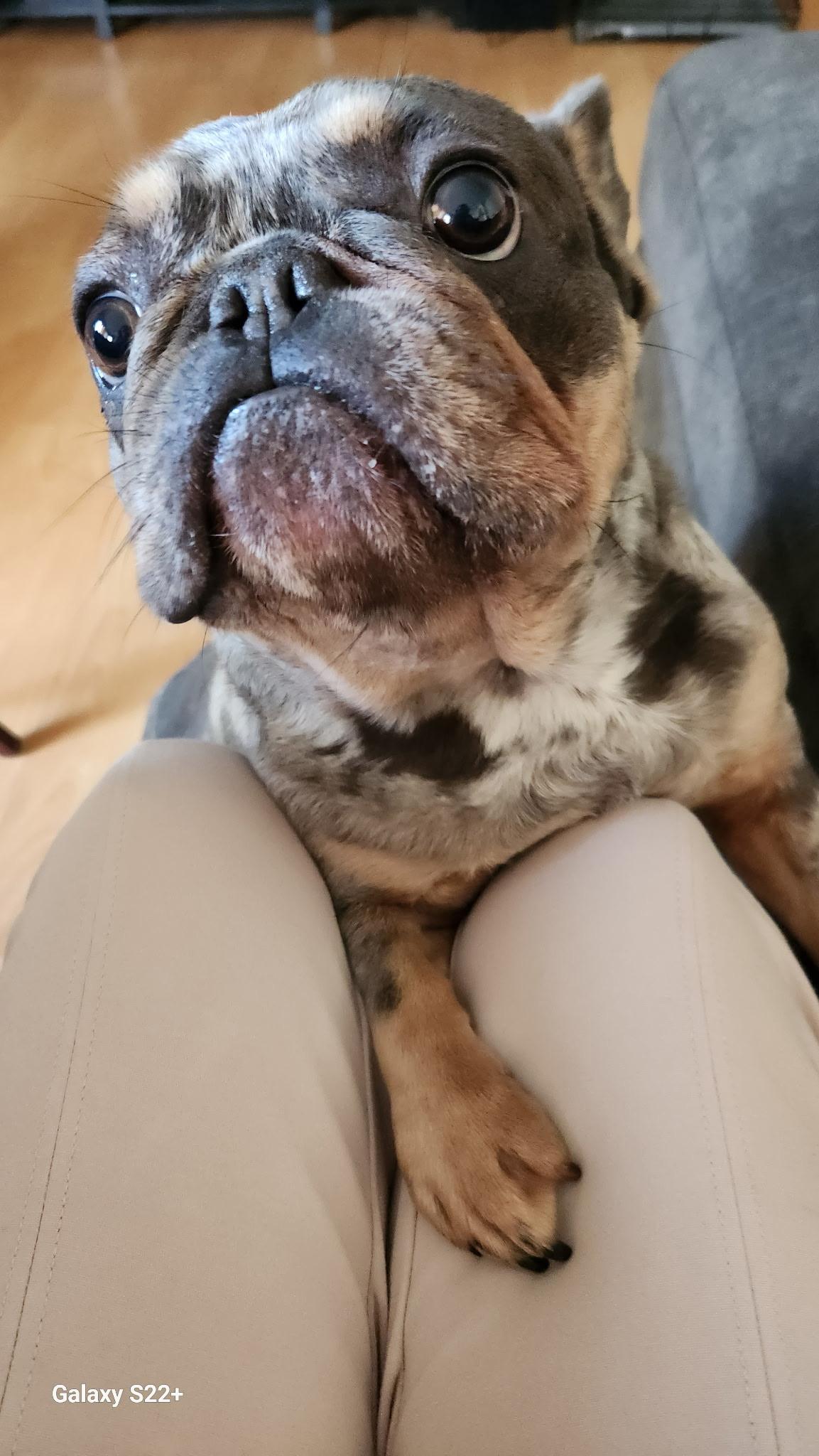 Enlarge Milo, a Adoptable French Bulldog in Los Angeles , CA image 4/6