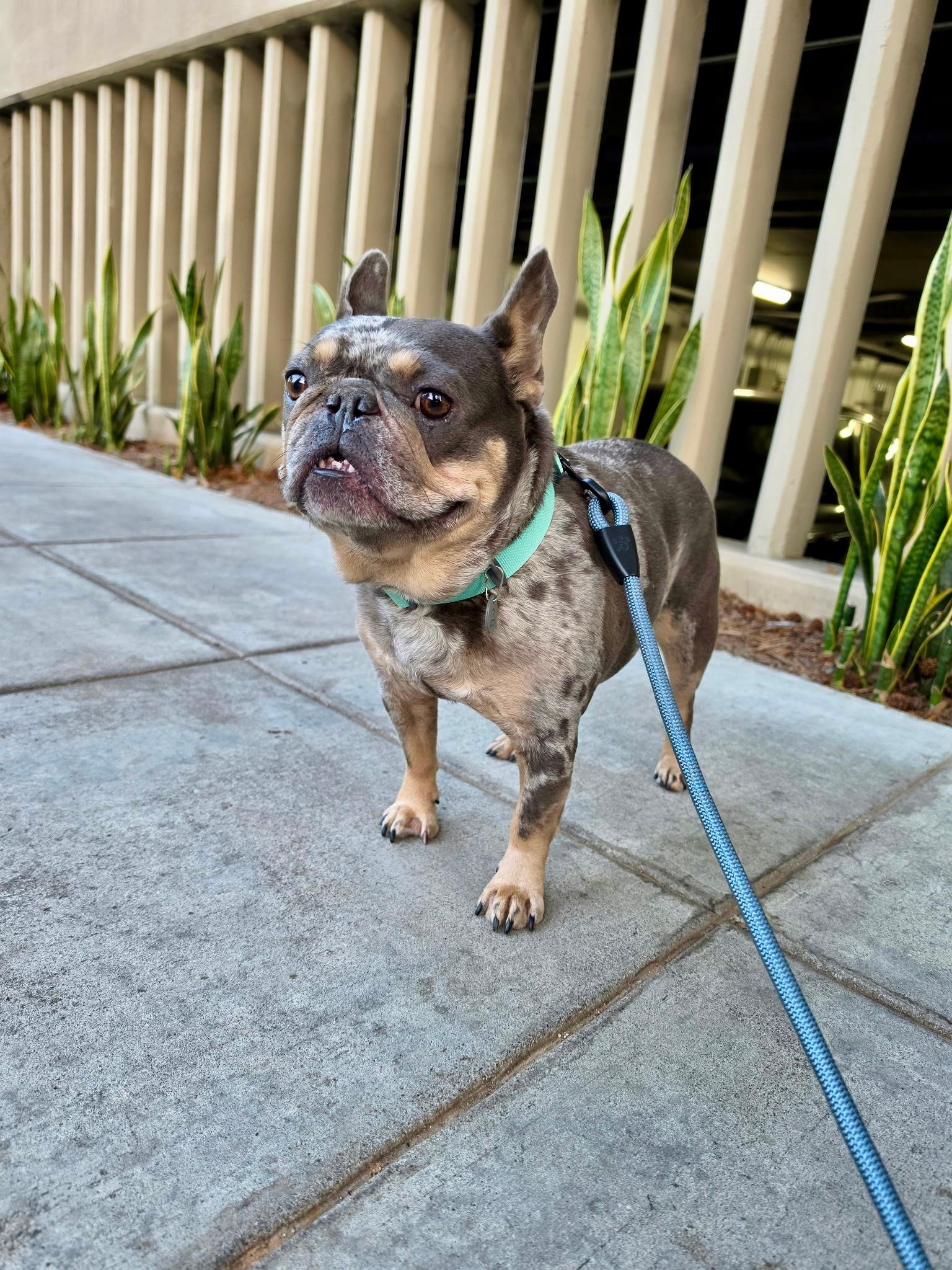 Enlarge Milo, a Adoptable French Bulldog in Los Angeles , CA image 6/6