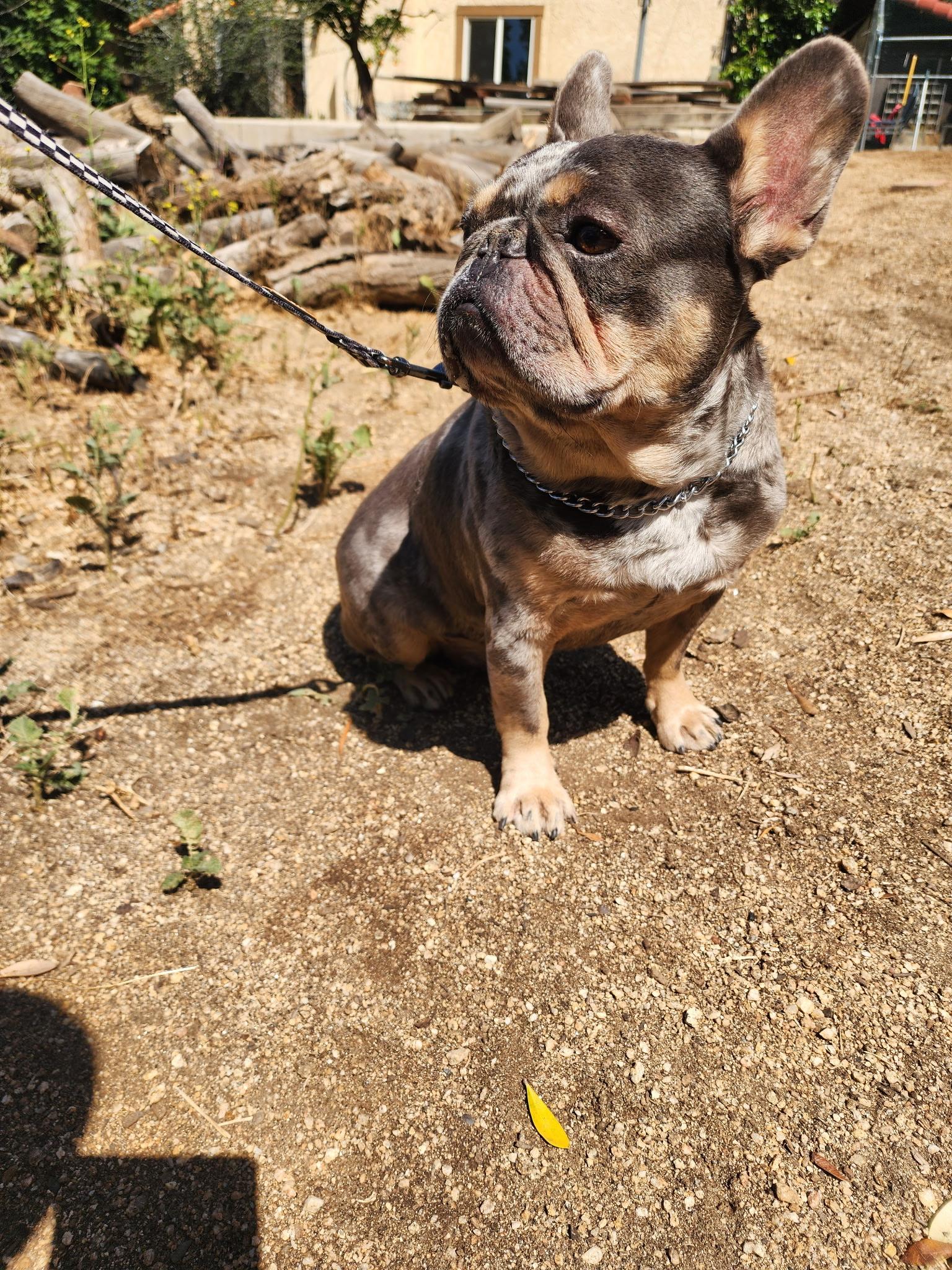 Enlarge Milo, a Adoptable French Bulldog in Los Angeles , CA image 2/6