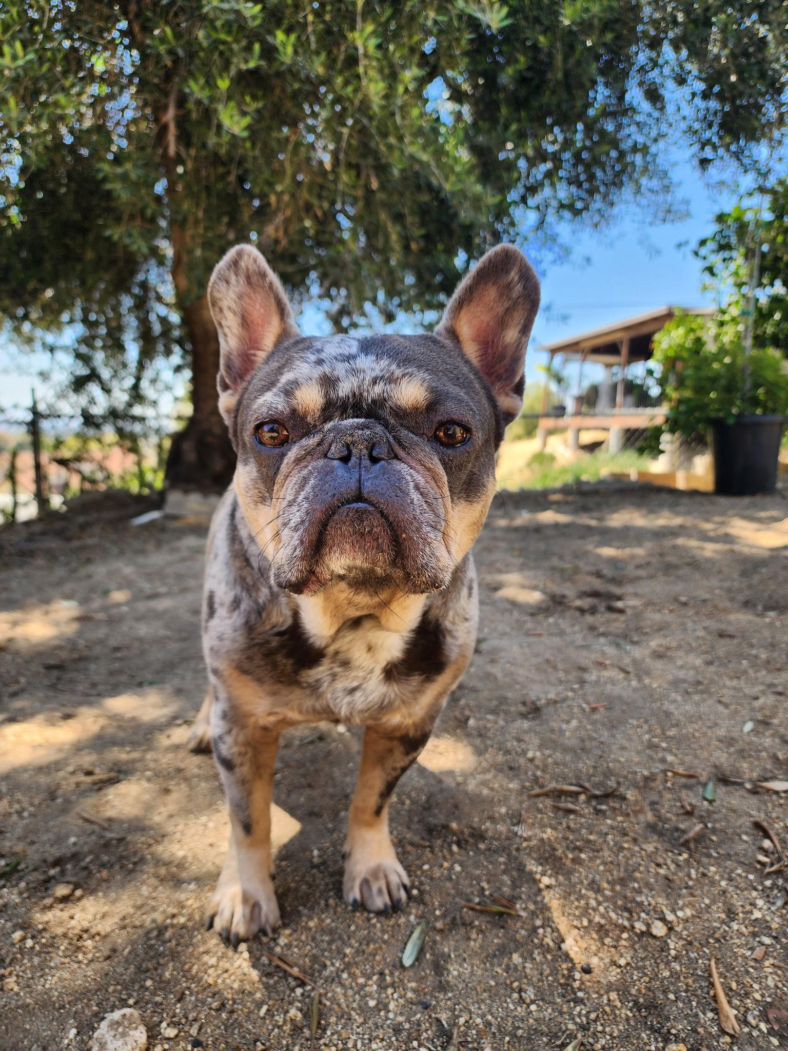Enlarge Milo, a Adoptable French Bulldog in Los Angeles , CA image 5/6