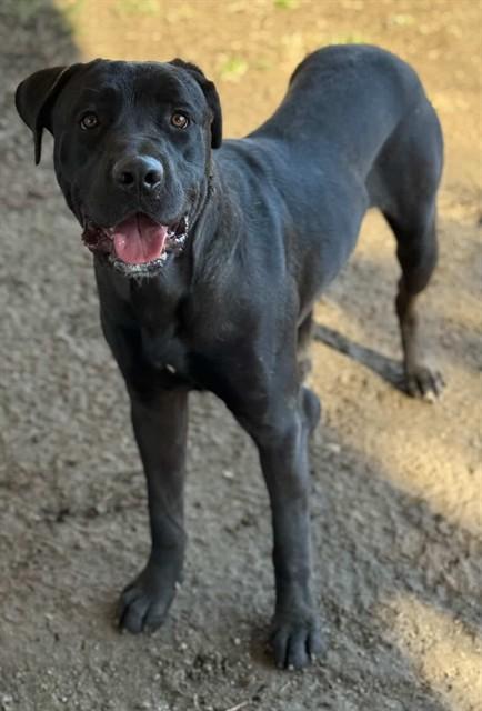 JESSE, Adoptable, Young Male Mastiff & Mixed Breed.
