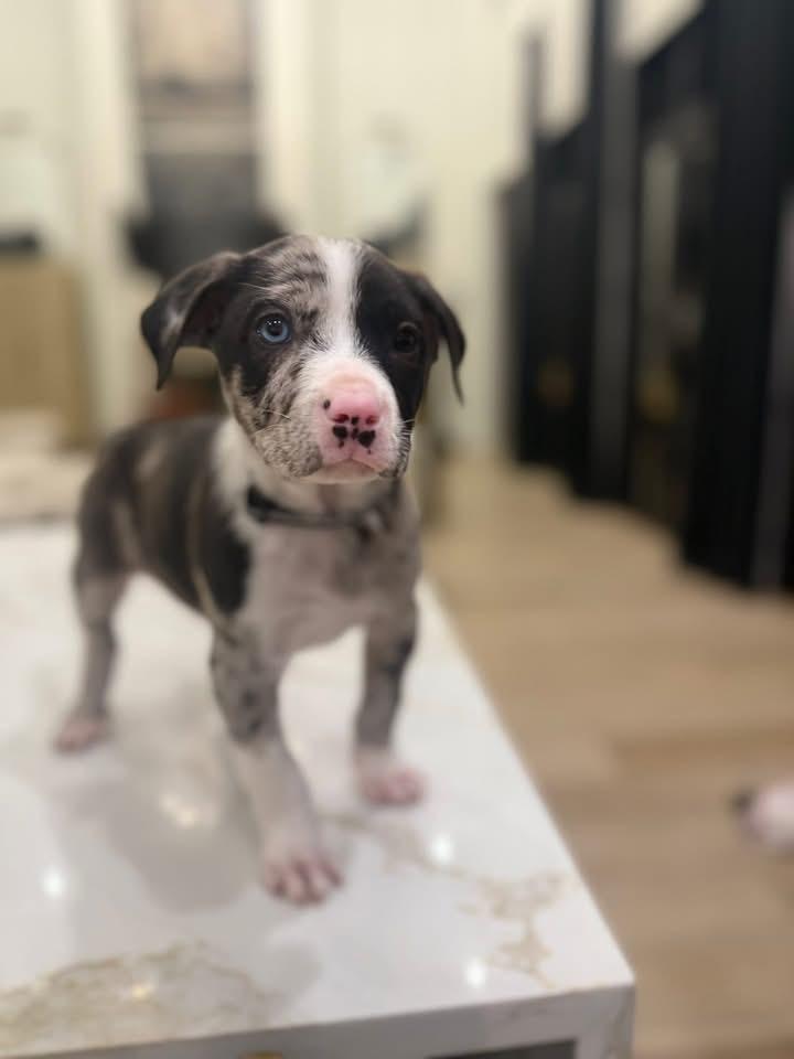 Sparky (Ruby Sue pup)