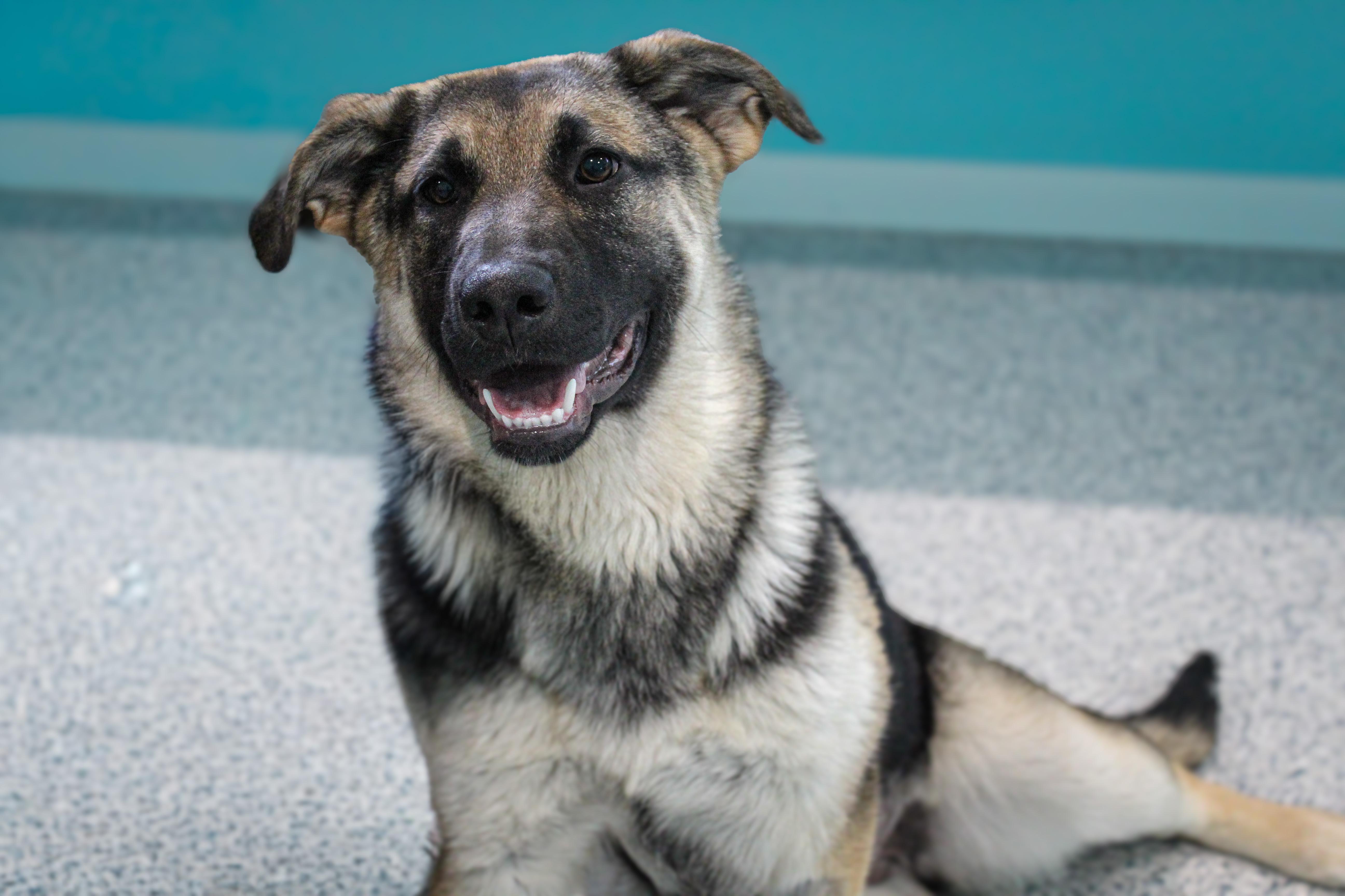 Britta, ADOPTABLE, Puppy Female German Shepherd Dog.