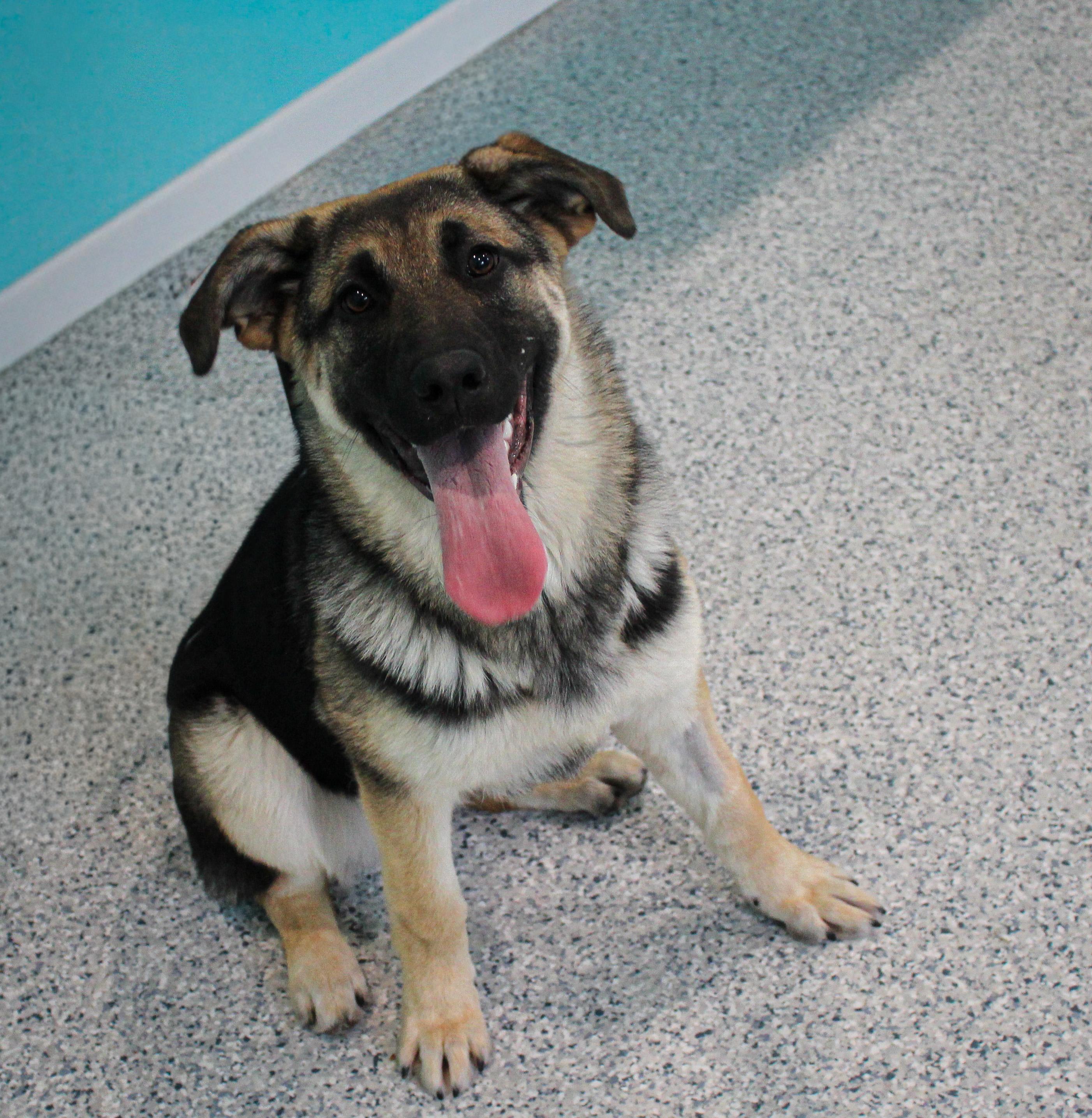 Britta, an adopted German Shepherd Dog in Hutchinson, MN image 2/2