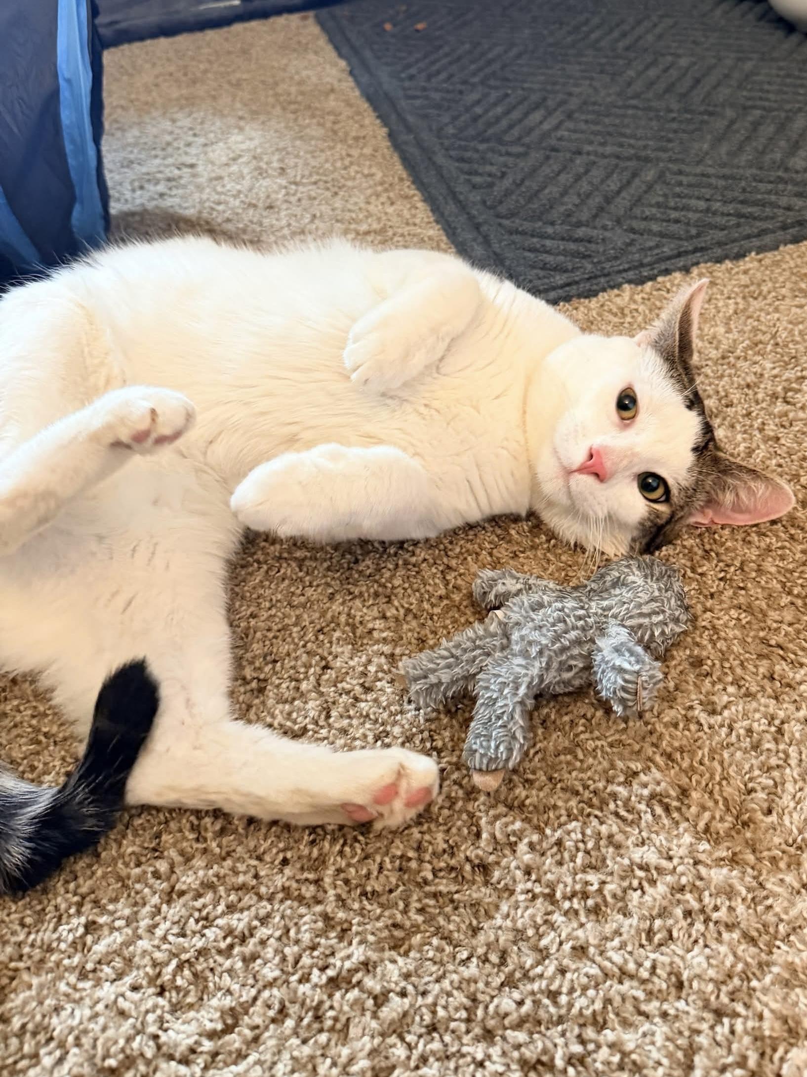 Enlarge Dwight, a ADOPTABLE Domestic Short Hair in Rochester , NY image 2/6