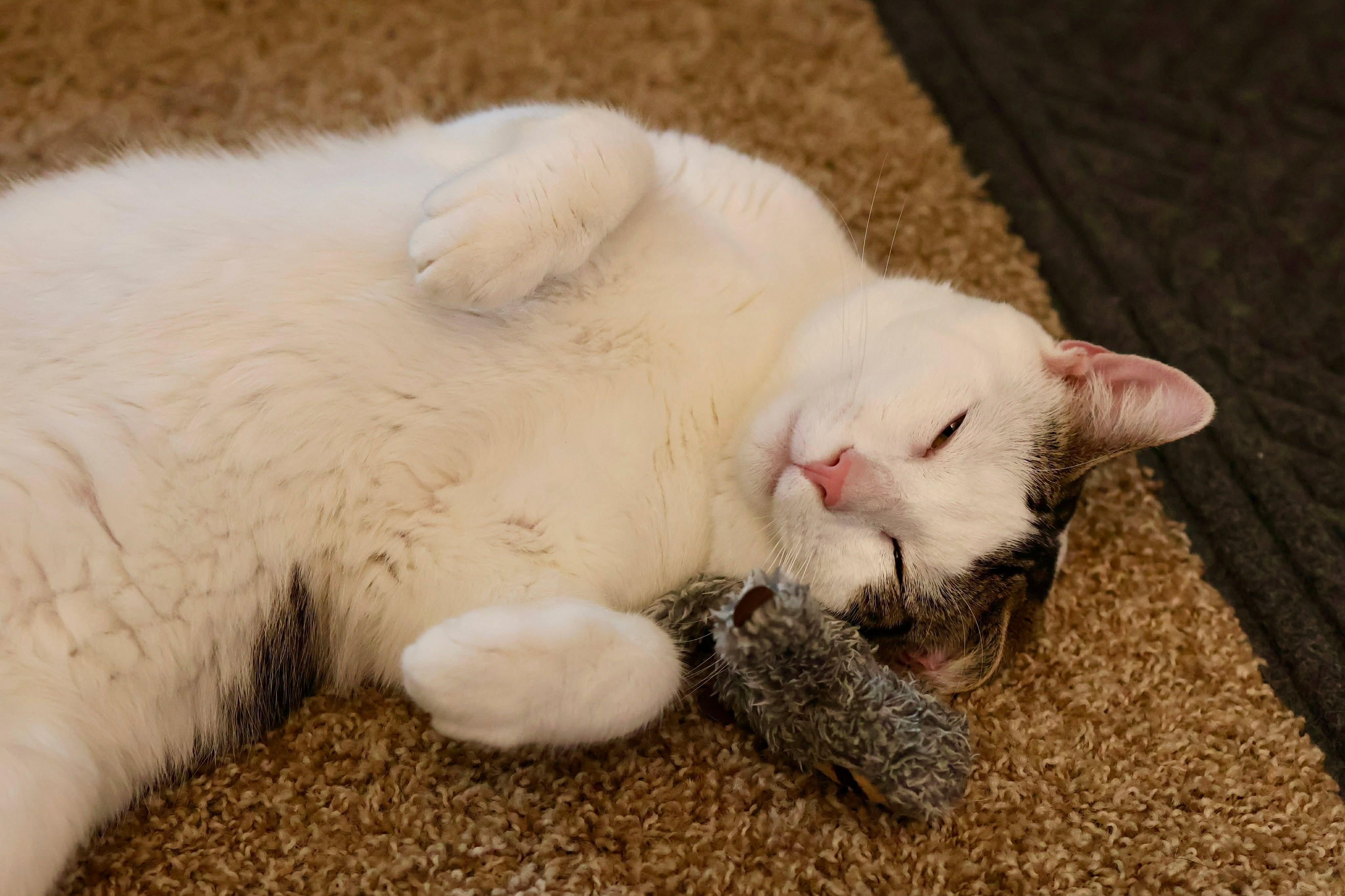 Enlarge Dwight, a ADOPTABLE Domestic Short Hair in Rochester , NY image 4/6