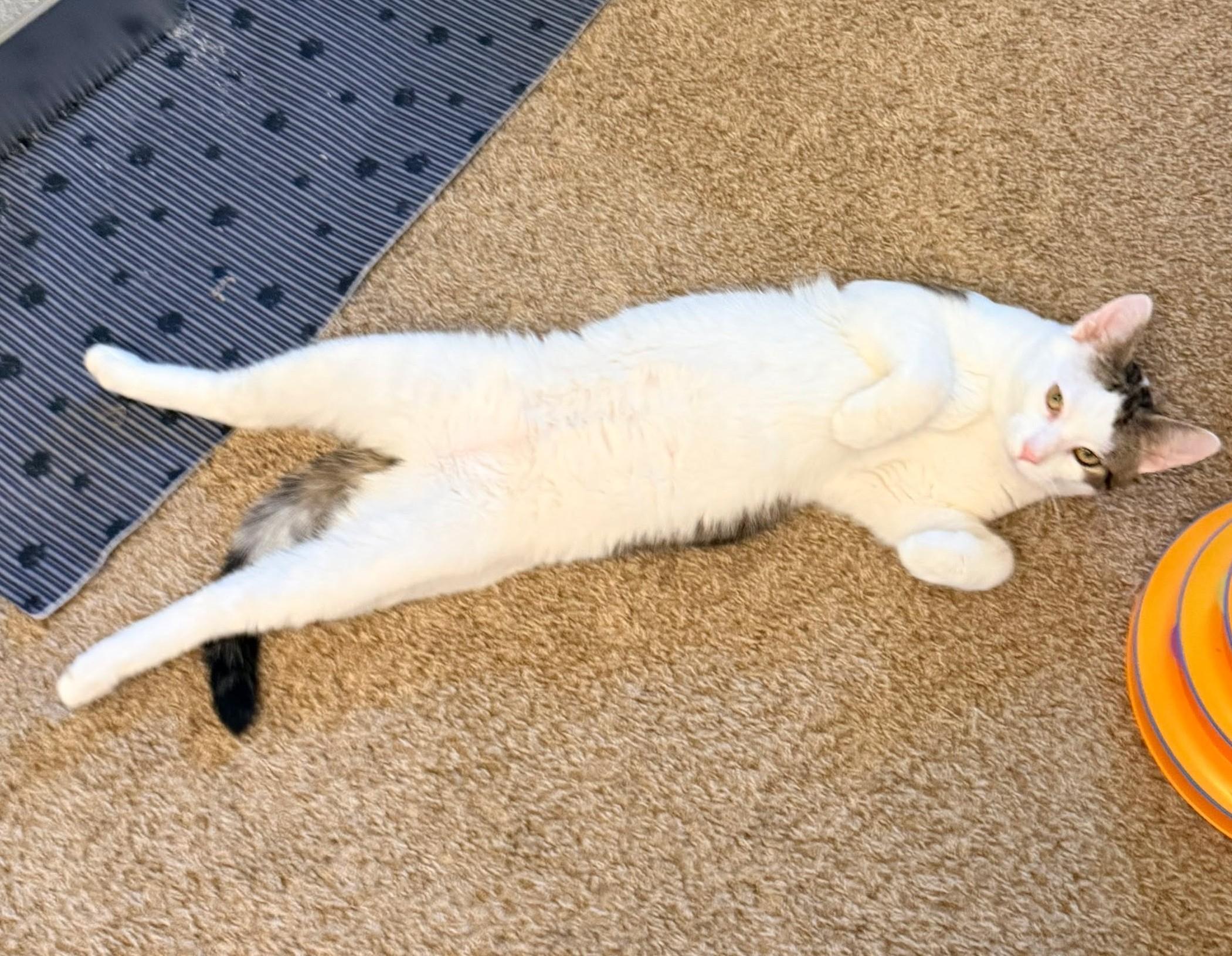 Enlarge Dwight, a ADOPTABLE Domestic Short Hair in Rochester , NY image 5/6