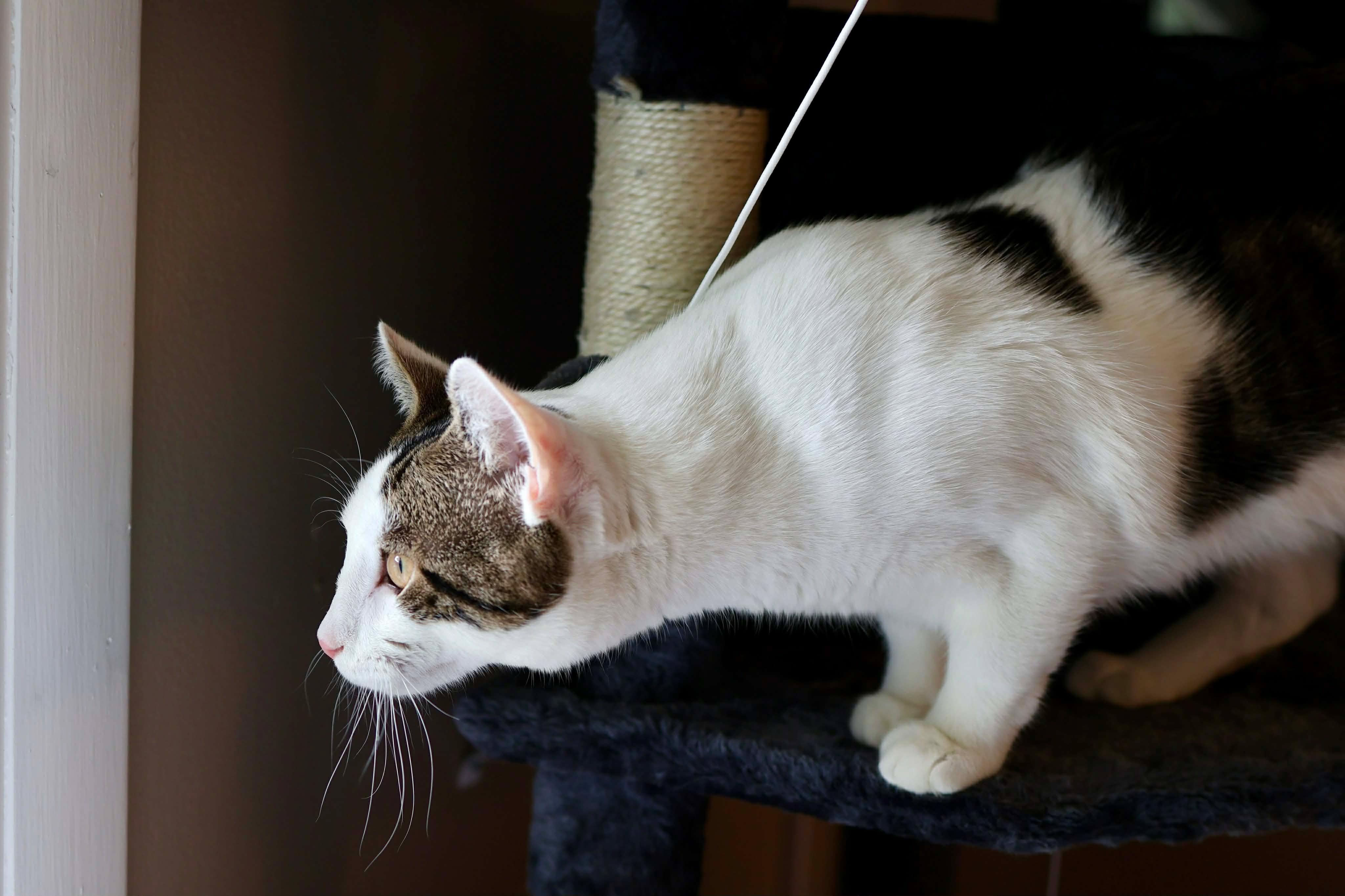 Enlarge Dwight, a ADOPTABLE Domestic Short Hair in Rochester , NY image 3/6