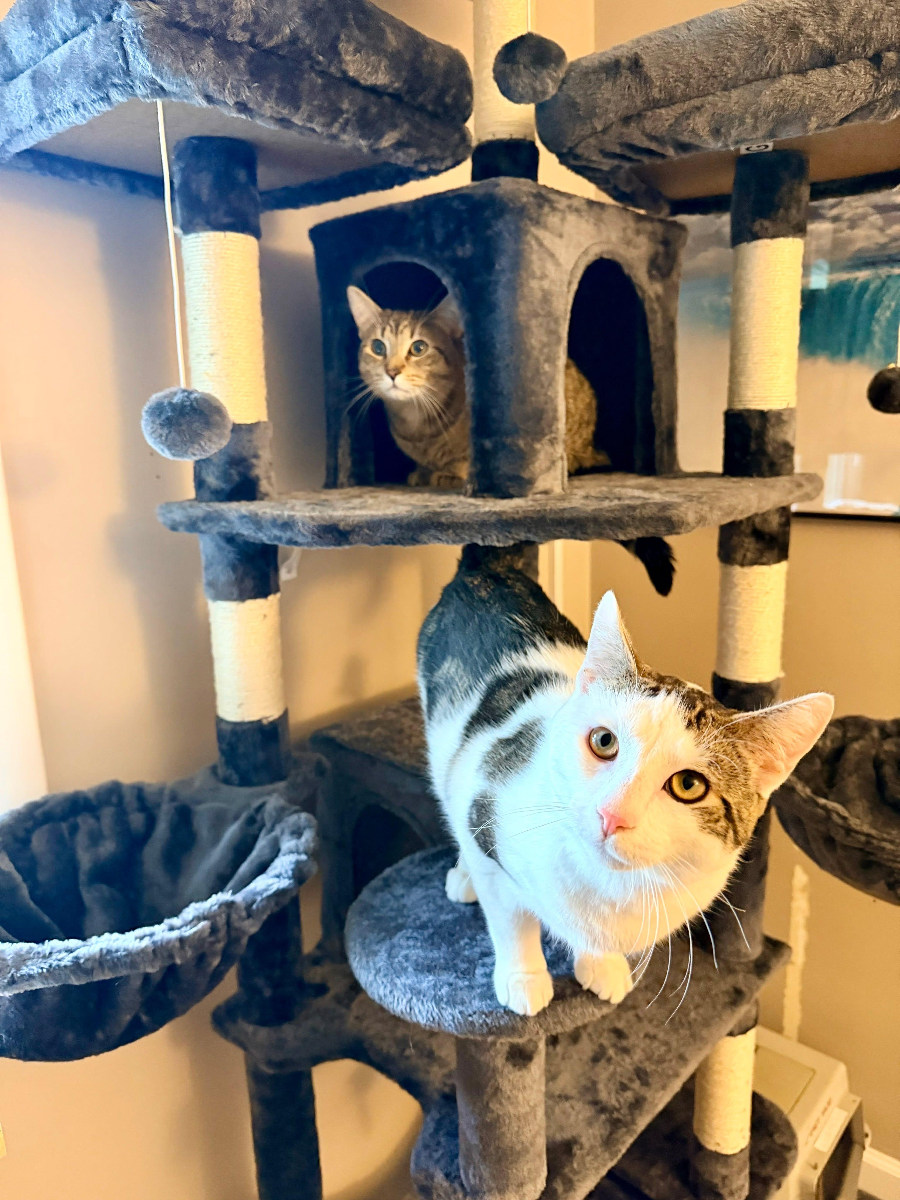 Enlarge Dwight, a ADOPTABLE Domestic Short Hair in Rochester , NY image 6/6