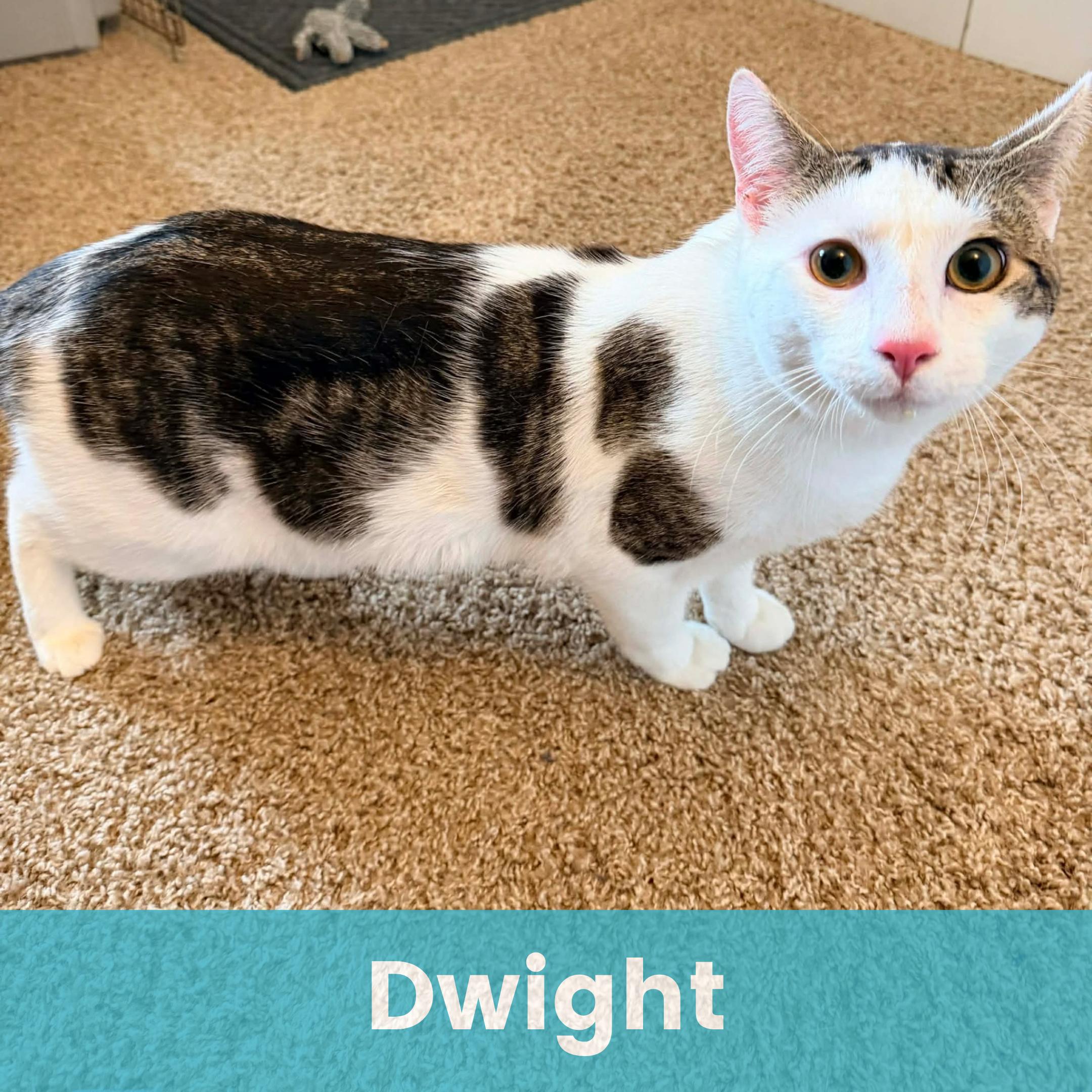 Enlarge Dwight, a ADOPTABLE Domestic Short Hair in Rochester , NY image 1/6