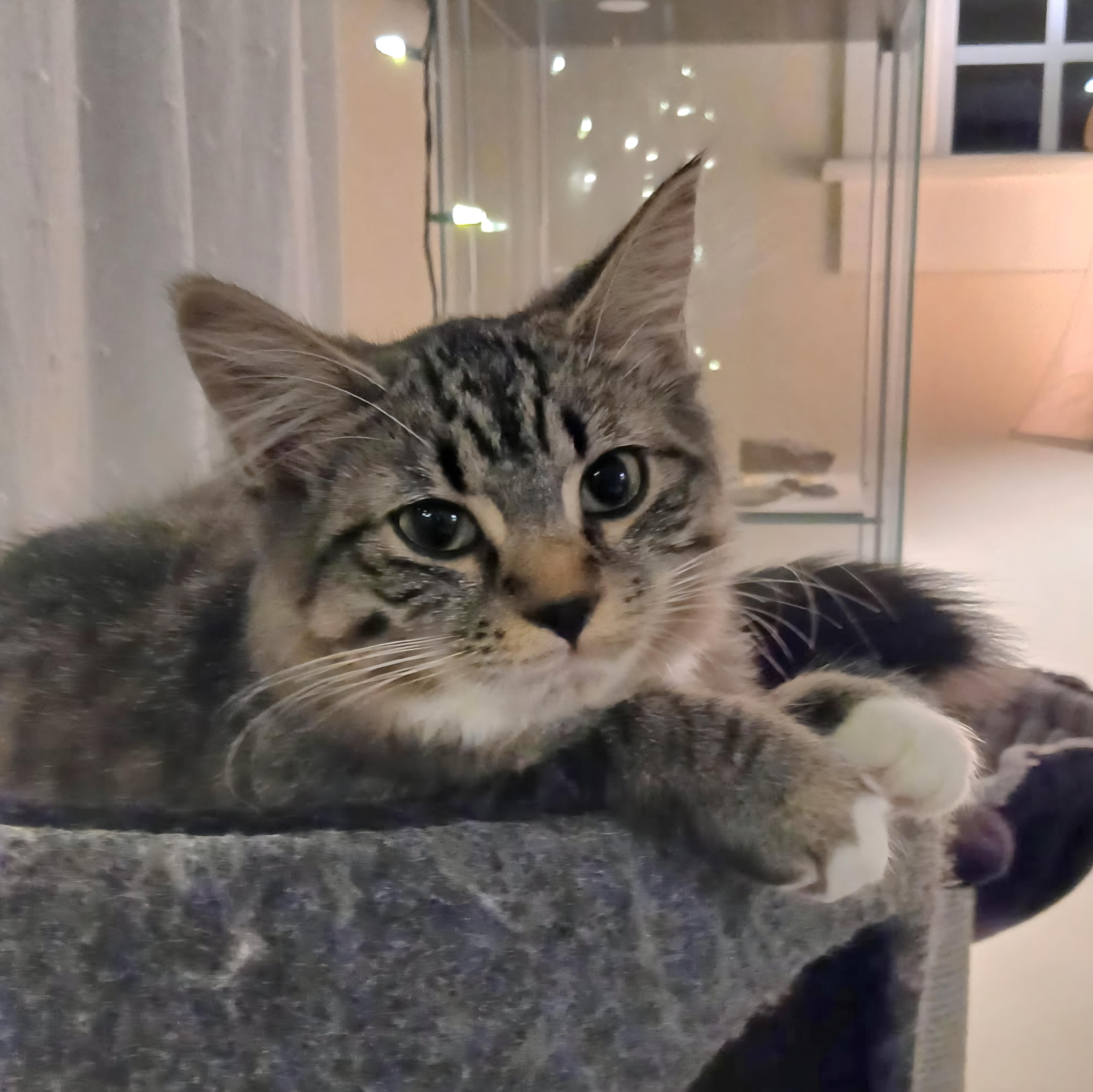 01022026B, Adopted, Young Female Domestic Short Hair.