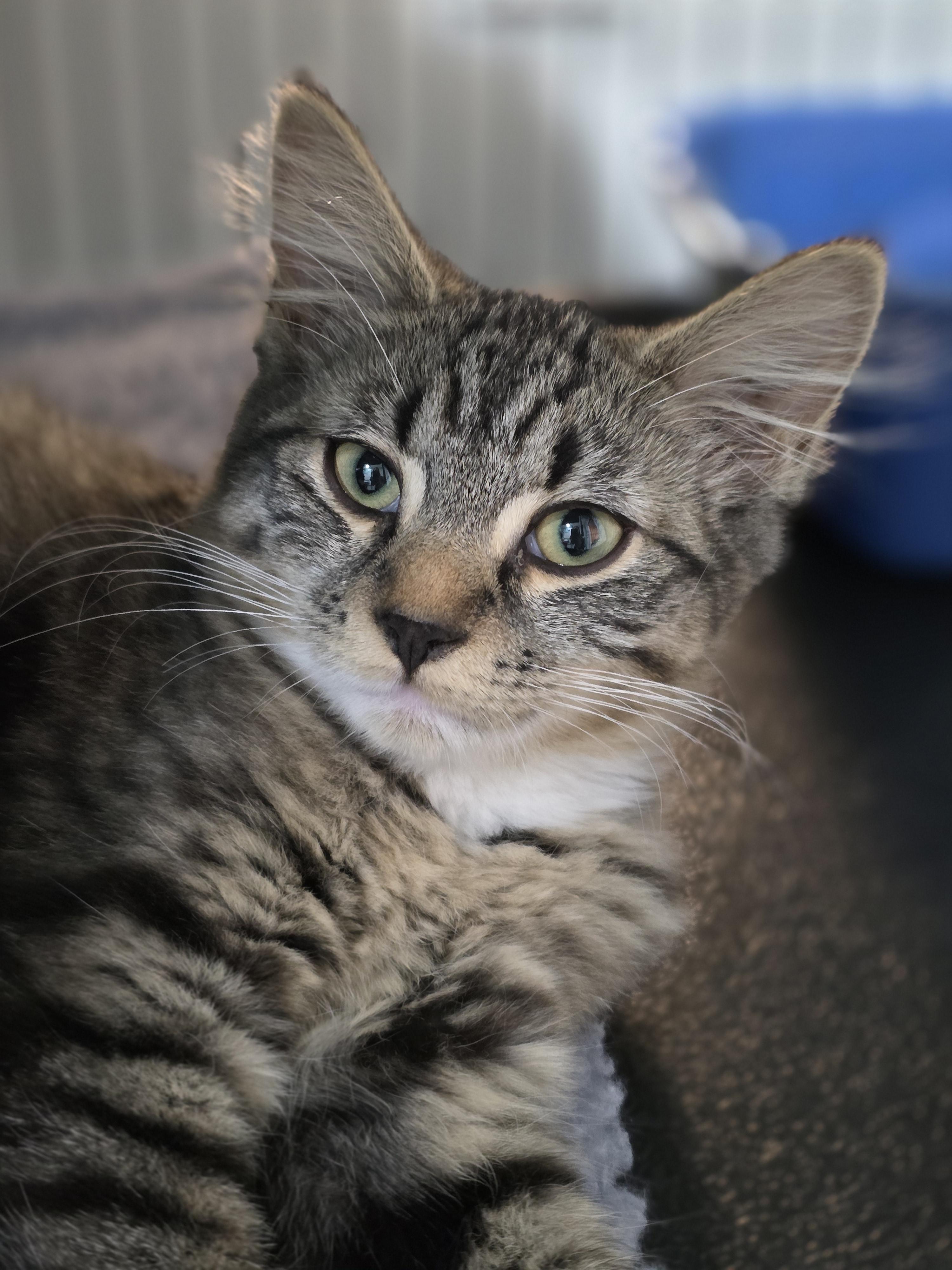 Enlarge 01022026B, a Adopted Domestic Short Hair in Kamloops, BC image 2/6