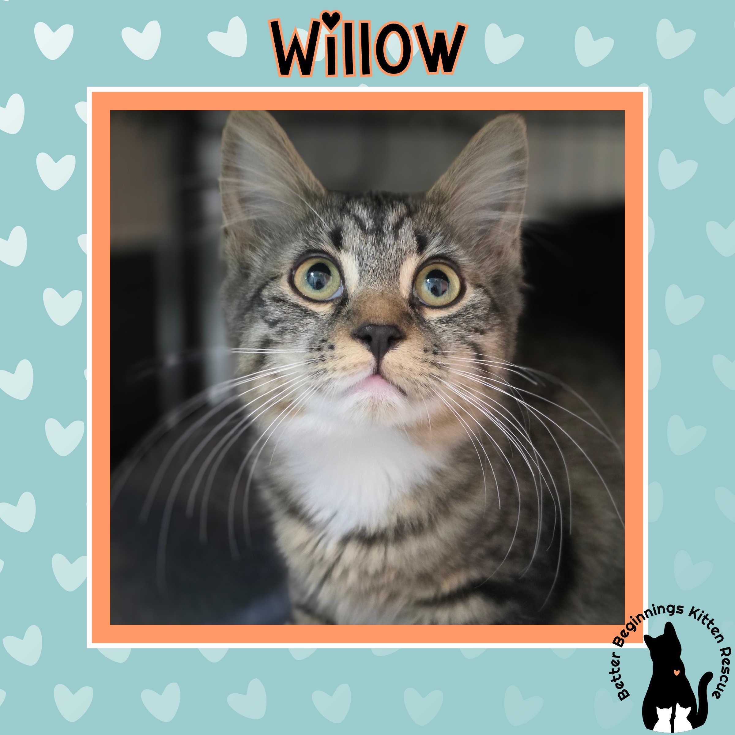 Enlarge 01022026B, a Adopted Domestic Short Hair in Kamloops, BC image 3/6