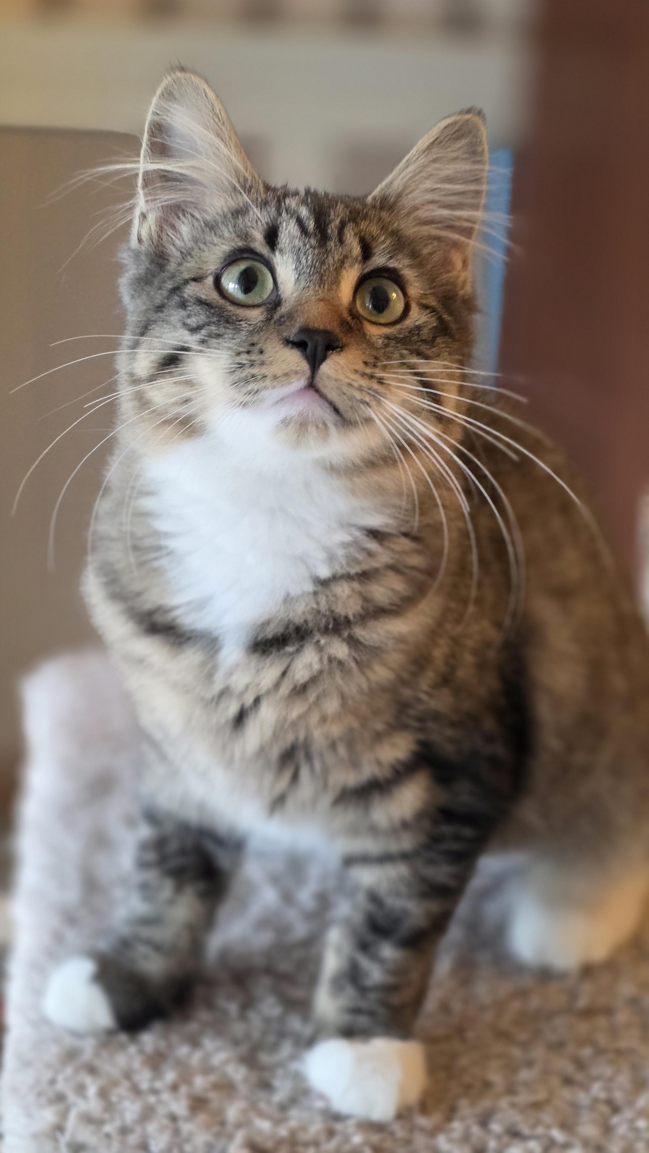 Enlarge 01022026B, a Adopted Domestic Short Hair in Kamloops, BC image 4/6