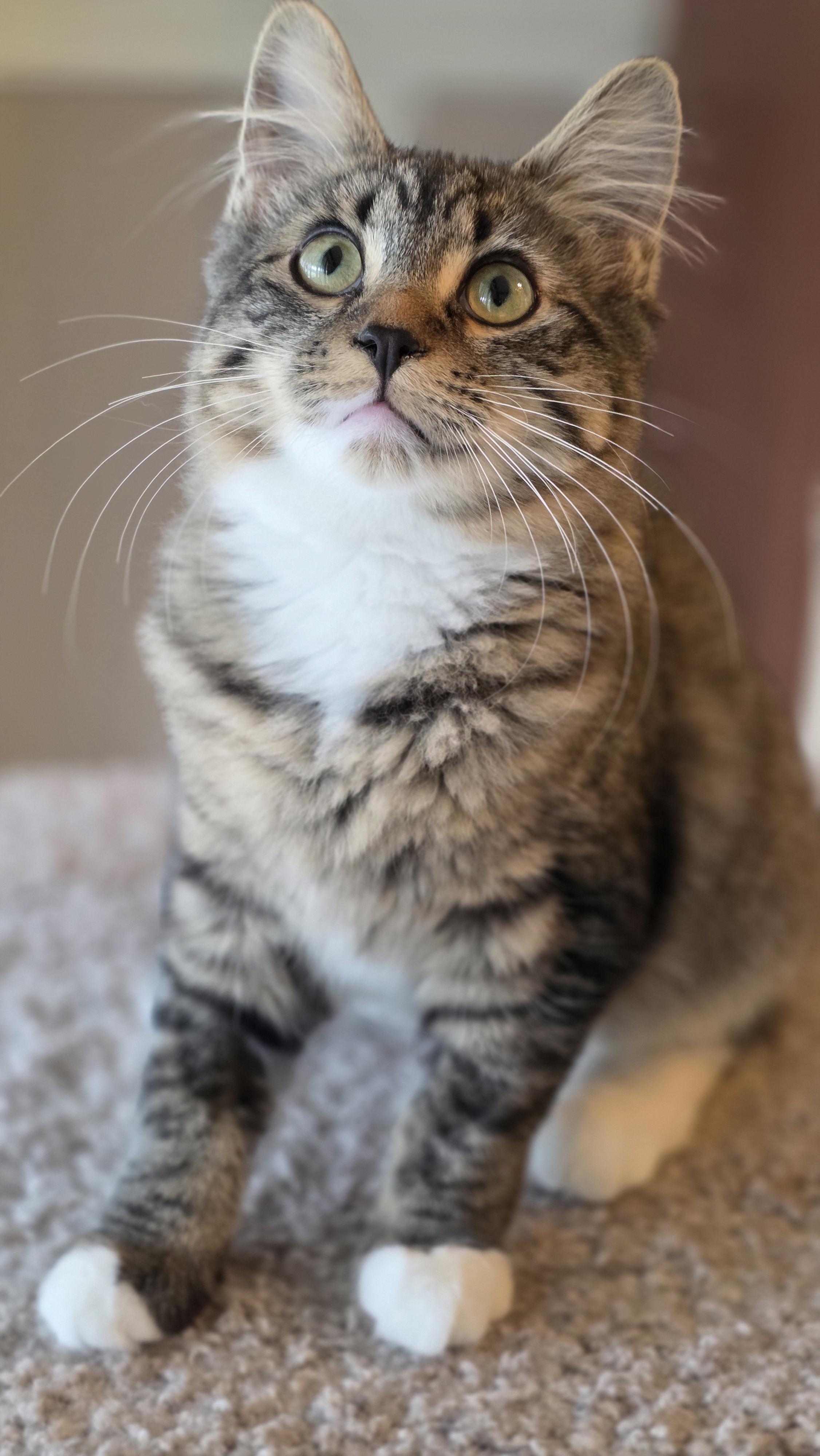 Enlarge 01022026B, a Adopted Domestic Short Hair in Kamloops, BC image 5/6