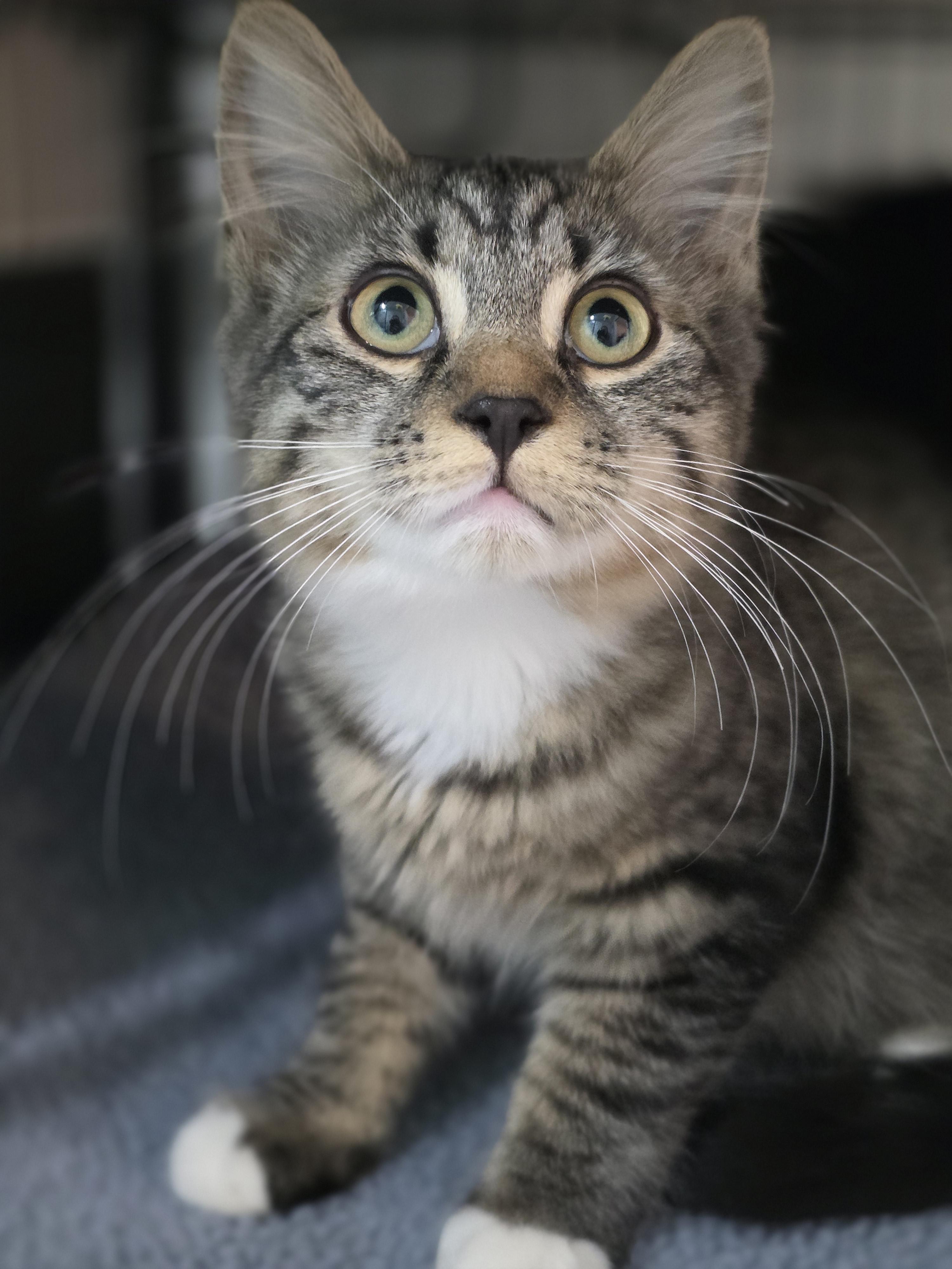 Enlarge 01022026B, a Adopted Domestic Short Hair in Kamloops, BC image 6/6