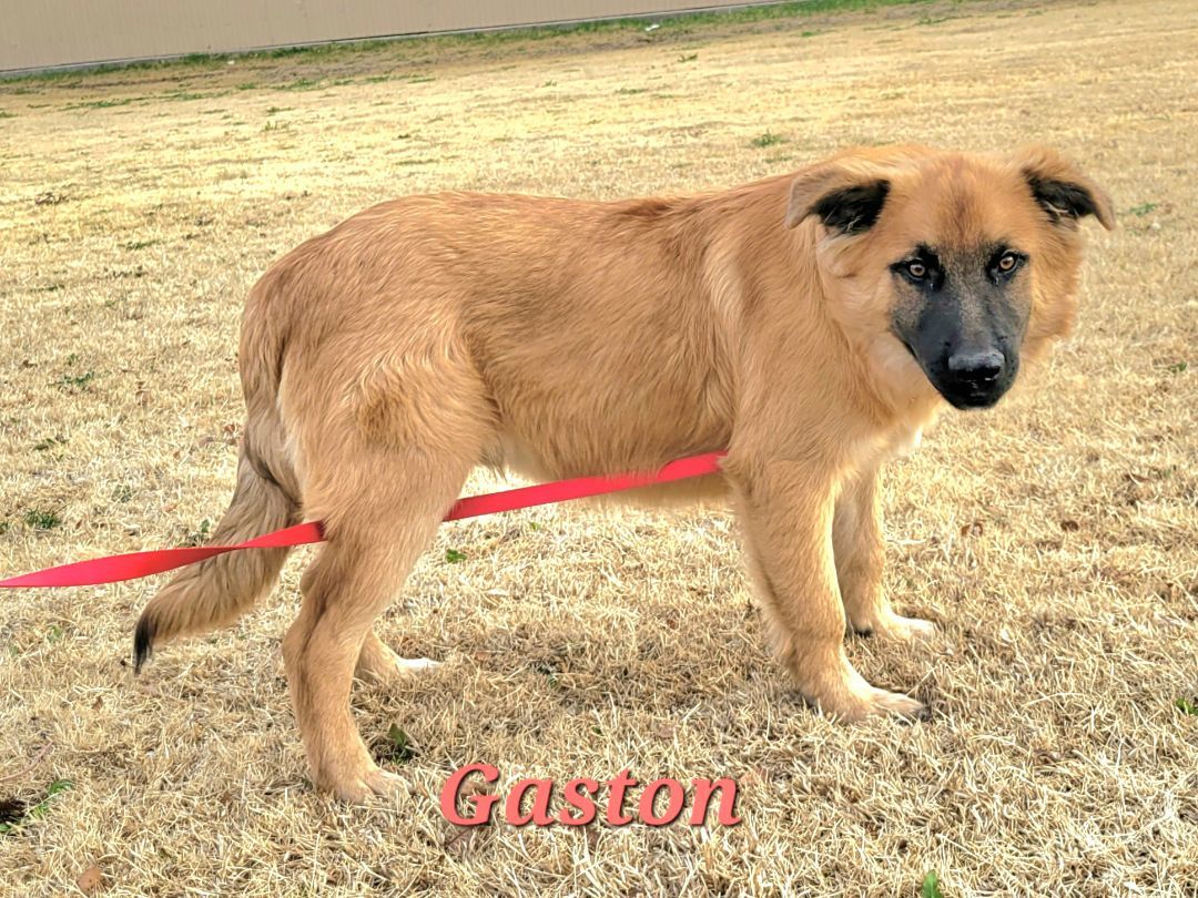 2. Gaston 