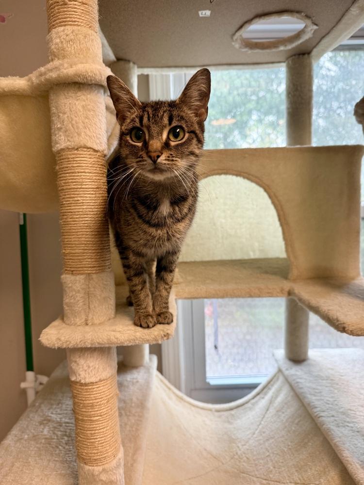 Maya, Adoptable, Adult Female Domestic Short Hair.