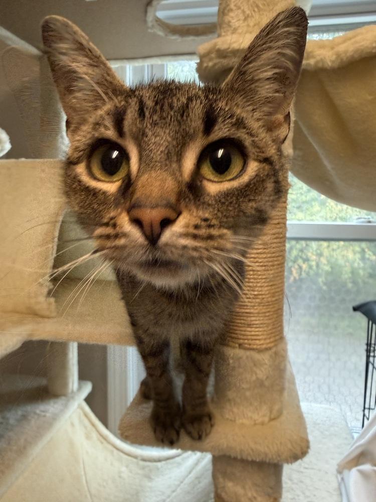 Enlarge Maya, a Adoptable Domestic Short Hair in Duxbury, MA image 2/3