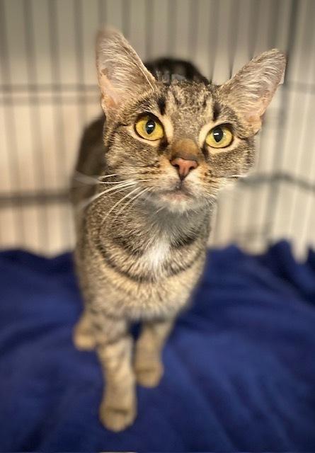 Enlarge Maya, a Adoptable Domestic Short Hair in Duxbury, MA image 3/3