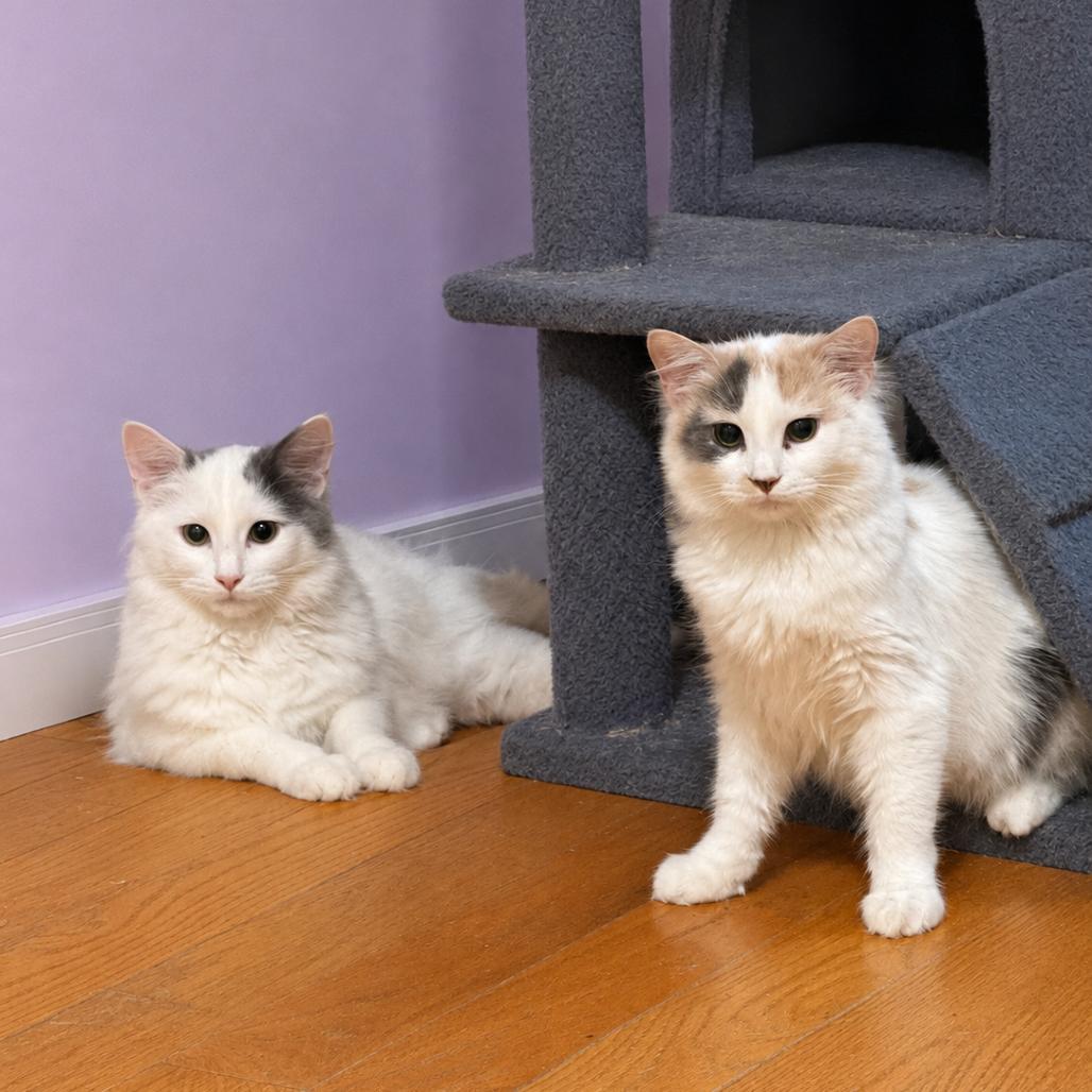 Mochi, Adoptable, Young Female Domestic Long Hair.