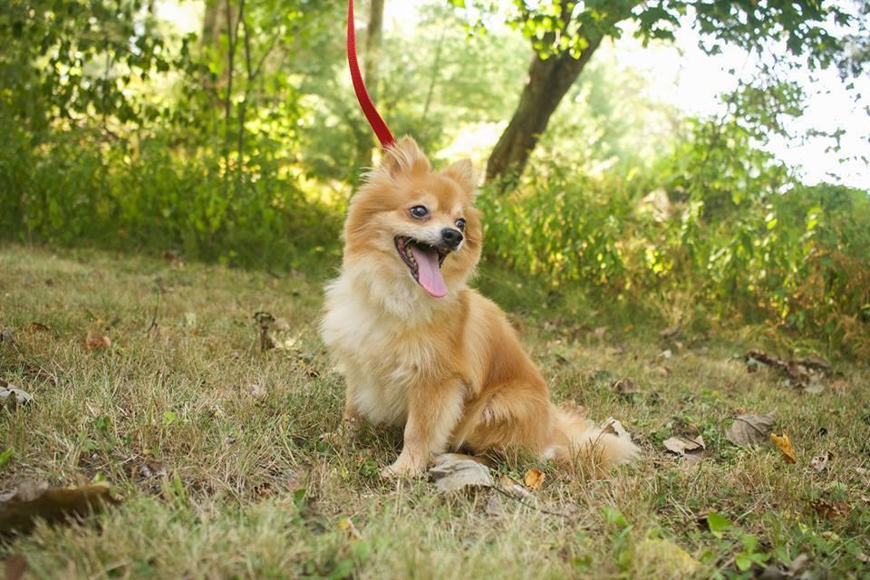 Pinky, Adopted, Senior Male Pomeranian.