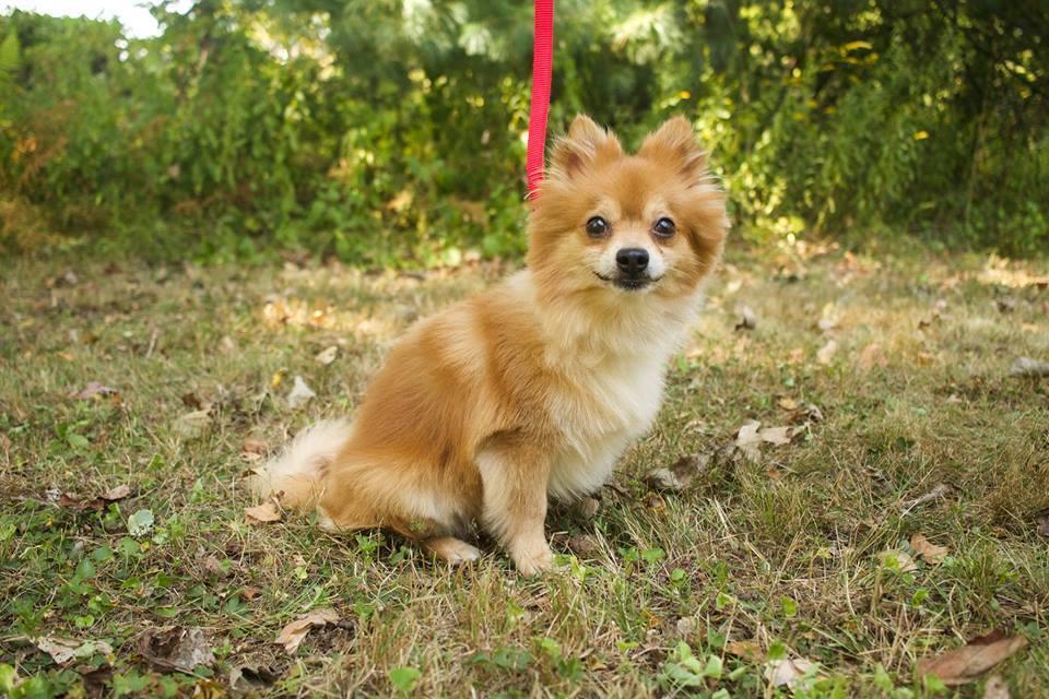 Pinky, a Adopted Pomeranian in Perkasie, PA image 2/4