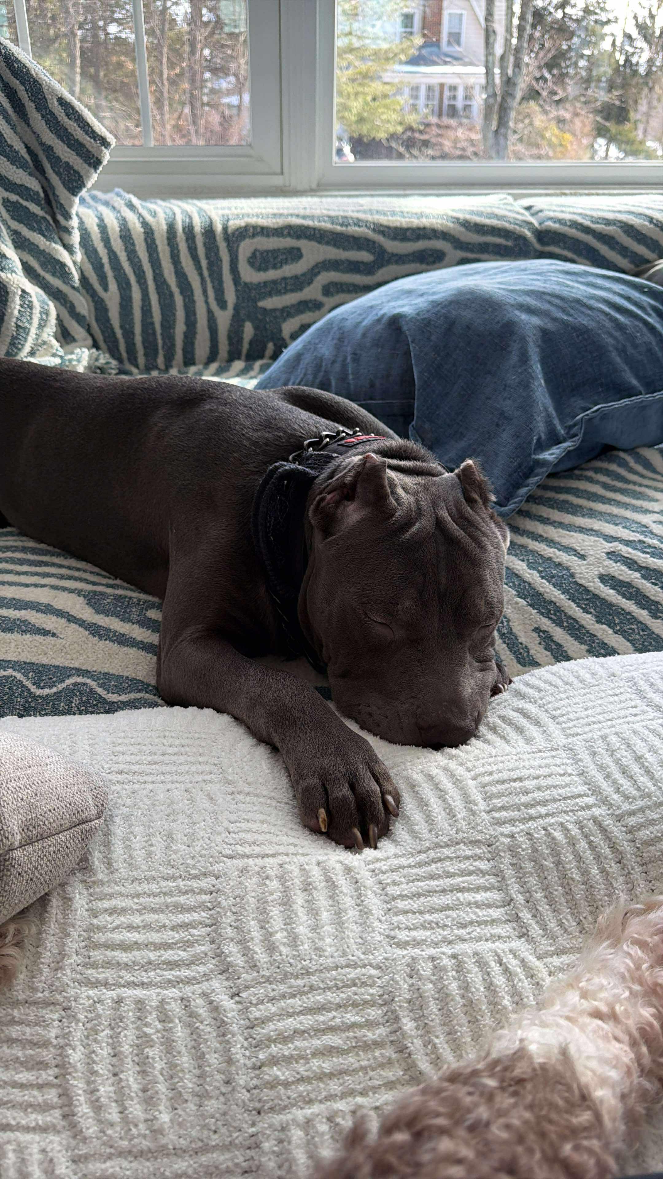 Apollo, Adopted, Young Male Pit Bull Terrier & American Bulldog.