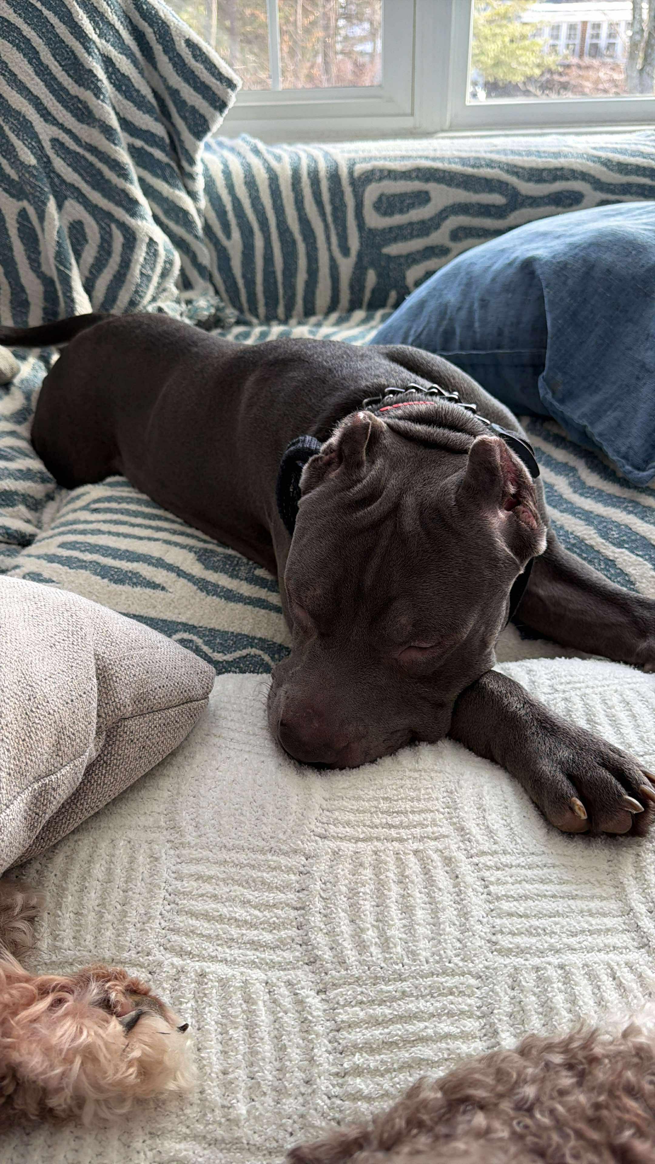 Enlarge Apollo, a Adopted mixed breed in Lincoln Park, NJ image 2/2