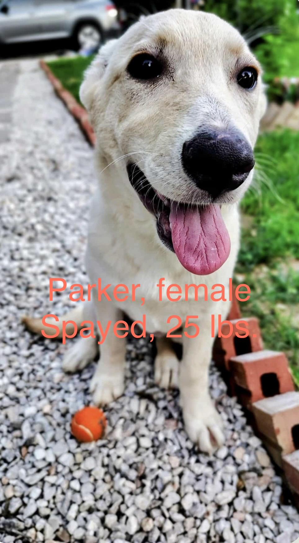 Enlarge Parker, a ADOPTABLE mixed breed in Barkhamsted, CT image 1/1
