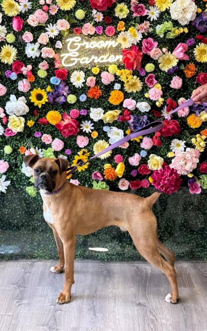 Moses-boxer, a ADOPTABLE Boxer in Torrington, CT image 1/6