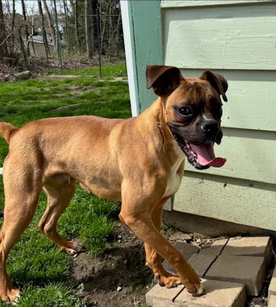 Moses-boxer, a ADOPTABLE Boxer in Torrington, CT image 4/6