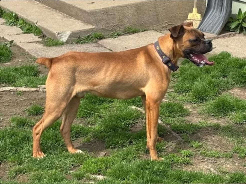 Moses-boxer, a ADOPTABLE Boxer in Torrington, CT image 5/6