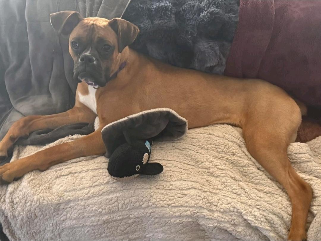 Moses-boxer, a ADOPTABLE Boxer in Torrington, CT image 6/6