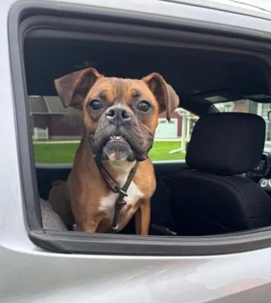 Moses-boxer, a ADOPTABLE Boxer in Torrington, CT image 3/6