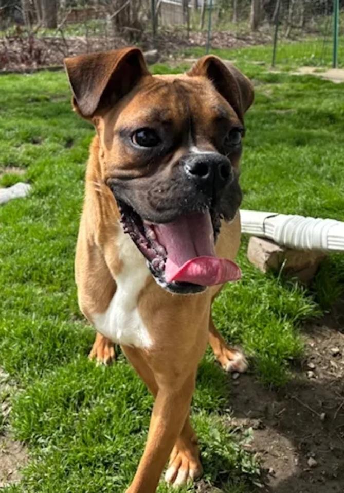 Moses-boxer, a ADOPTABLE Boxer in Torrington, CT image 2/6