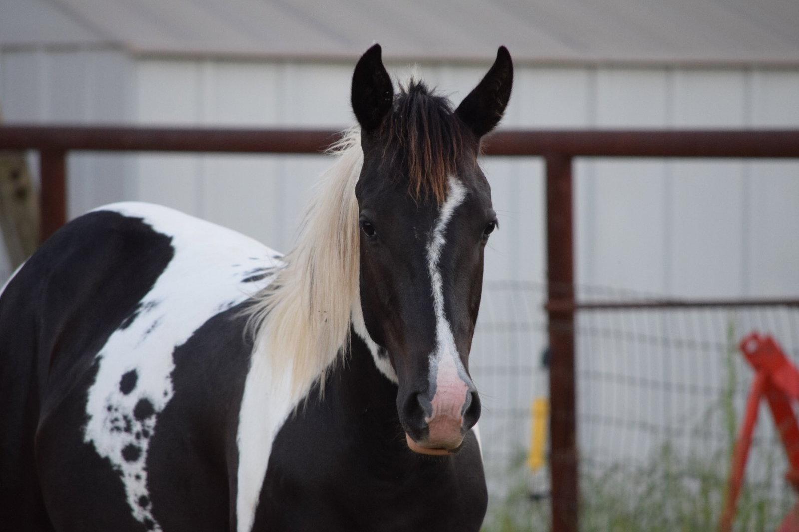 Enlarge Cherokee, a Adoptable Quarterhorse in Garland, TX image 3/3