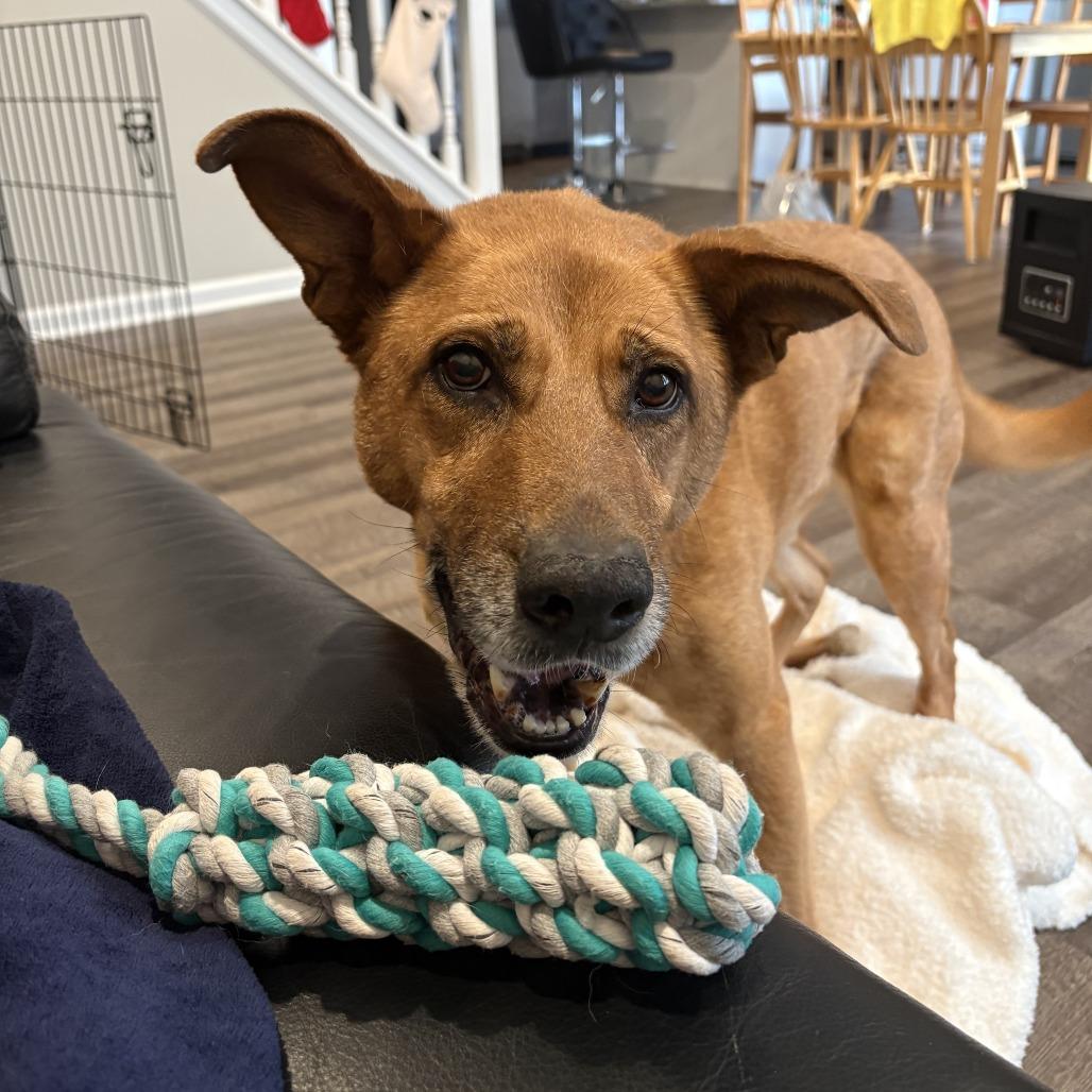 Nala, Adoptable, Senior Female German Shepherd Dog & Mixed Breed.