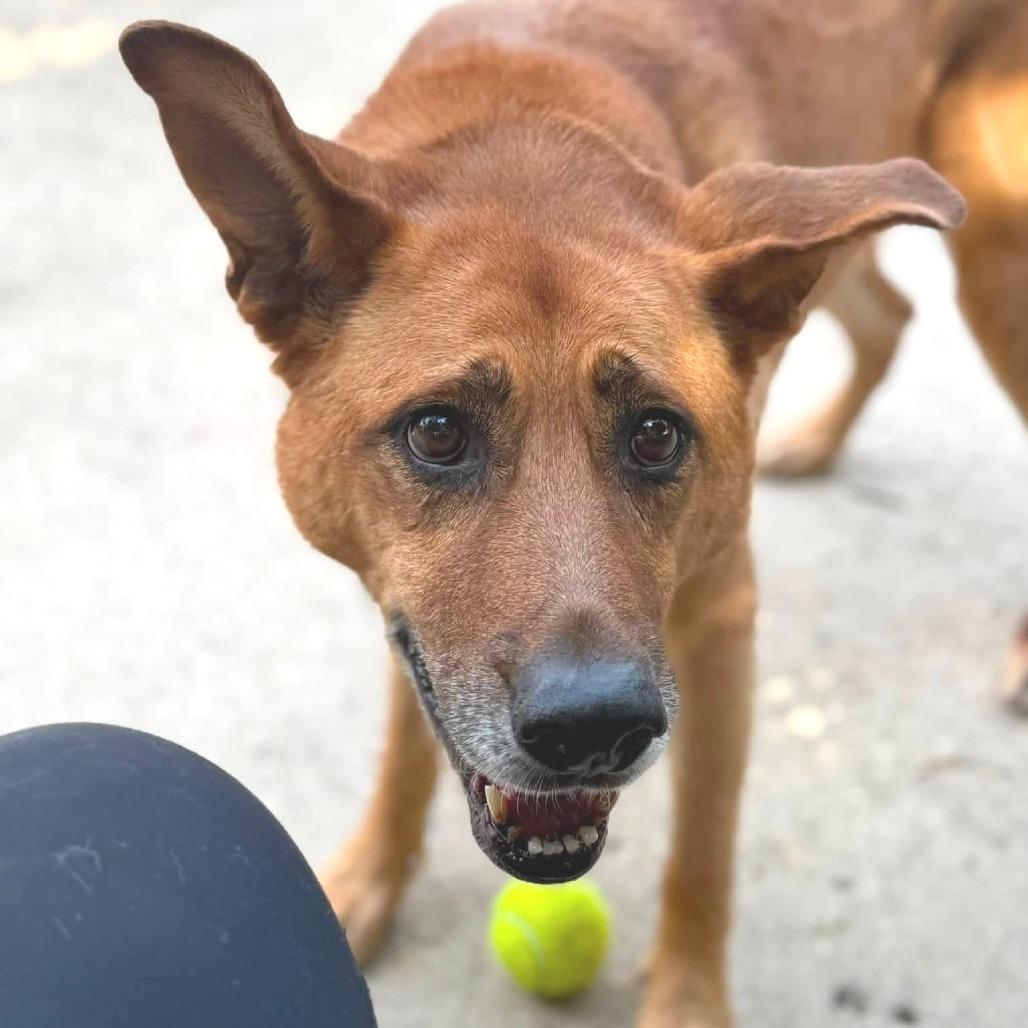 Enlarge Nala, a Adoptable mixed breed in Indianapolis, IN image 2/6
