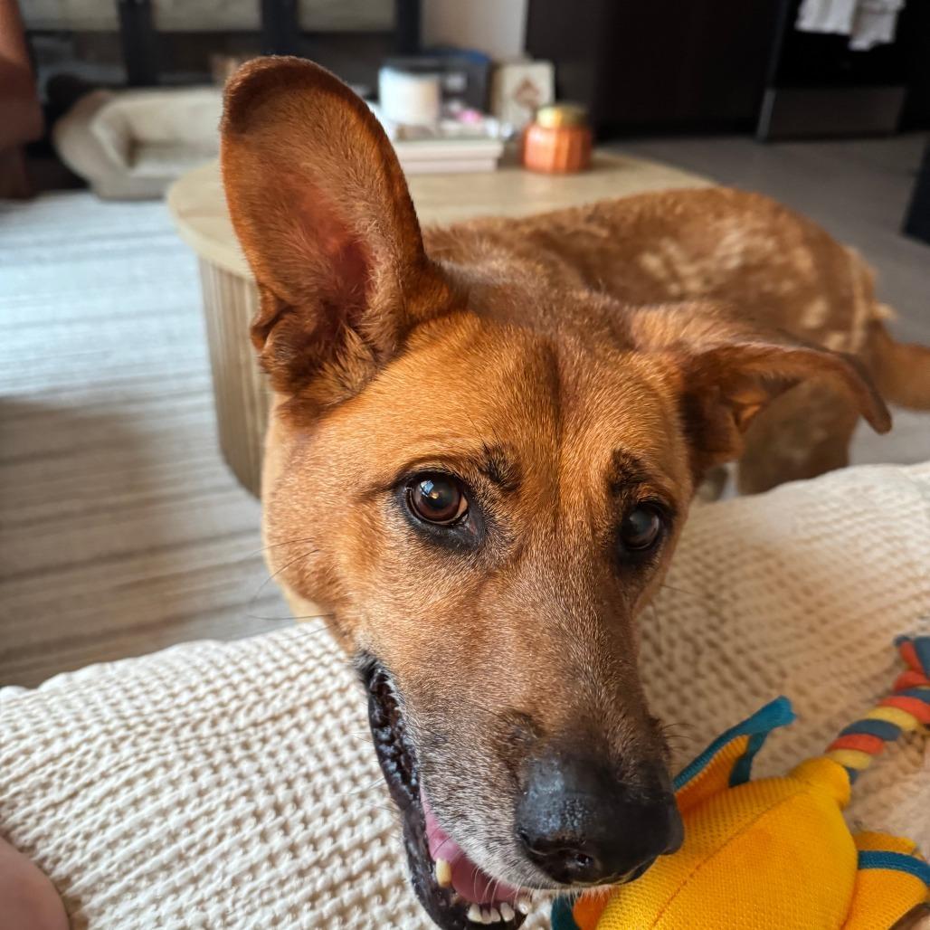 Enlarge Nala, a Adoptable mixed breed in Indianapolis, IN image 4/6