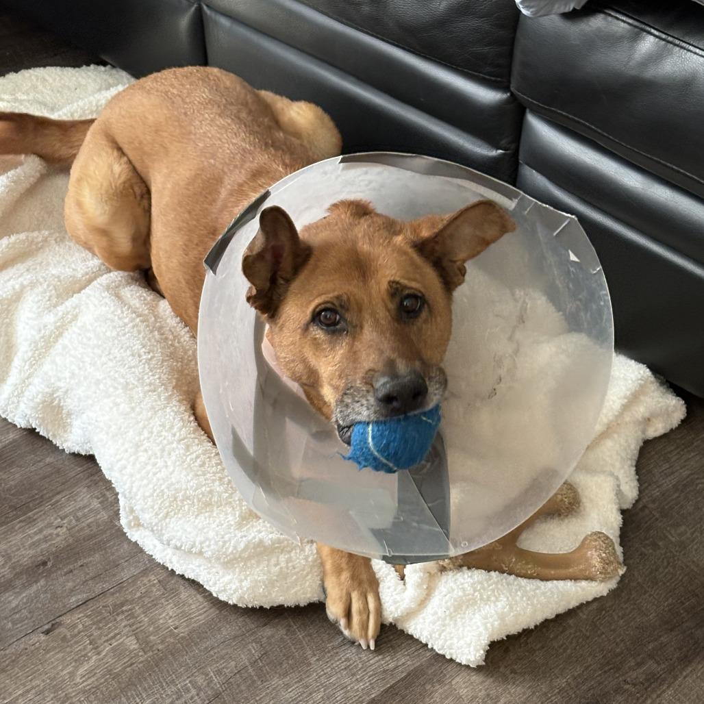 Enlarge Nala, a Adoptable mixed breed in Indianapolis, IN image 5/6