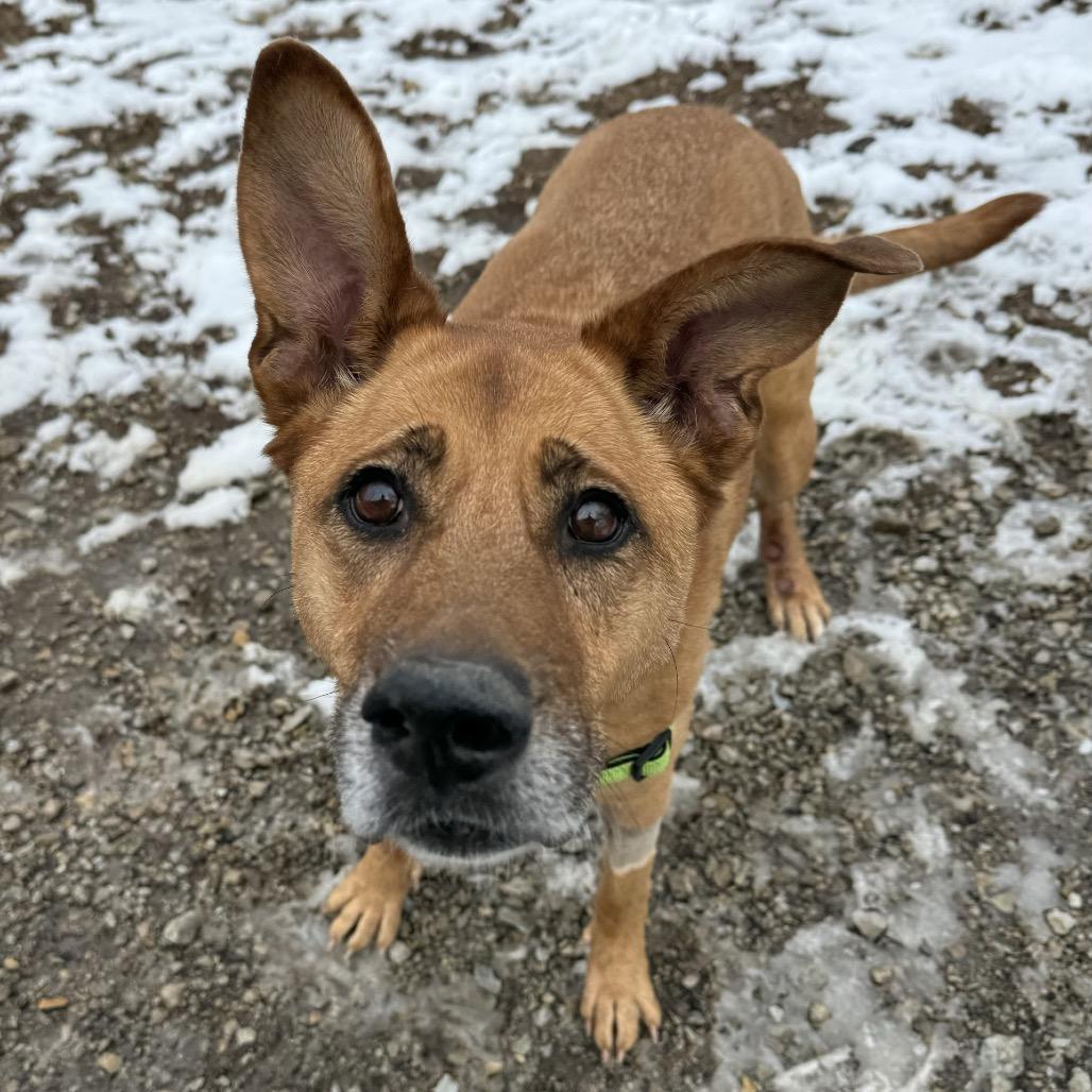 Enlarge Nala, a Adoptable mixed breed in Indianapolis, IN image 6/6