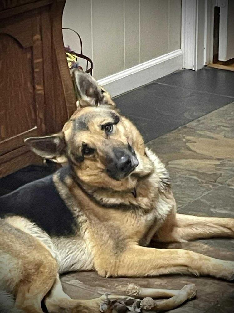 Buffer, Adoptable, Adult Male German Shepherd Dog.
