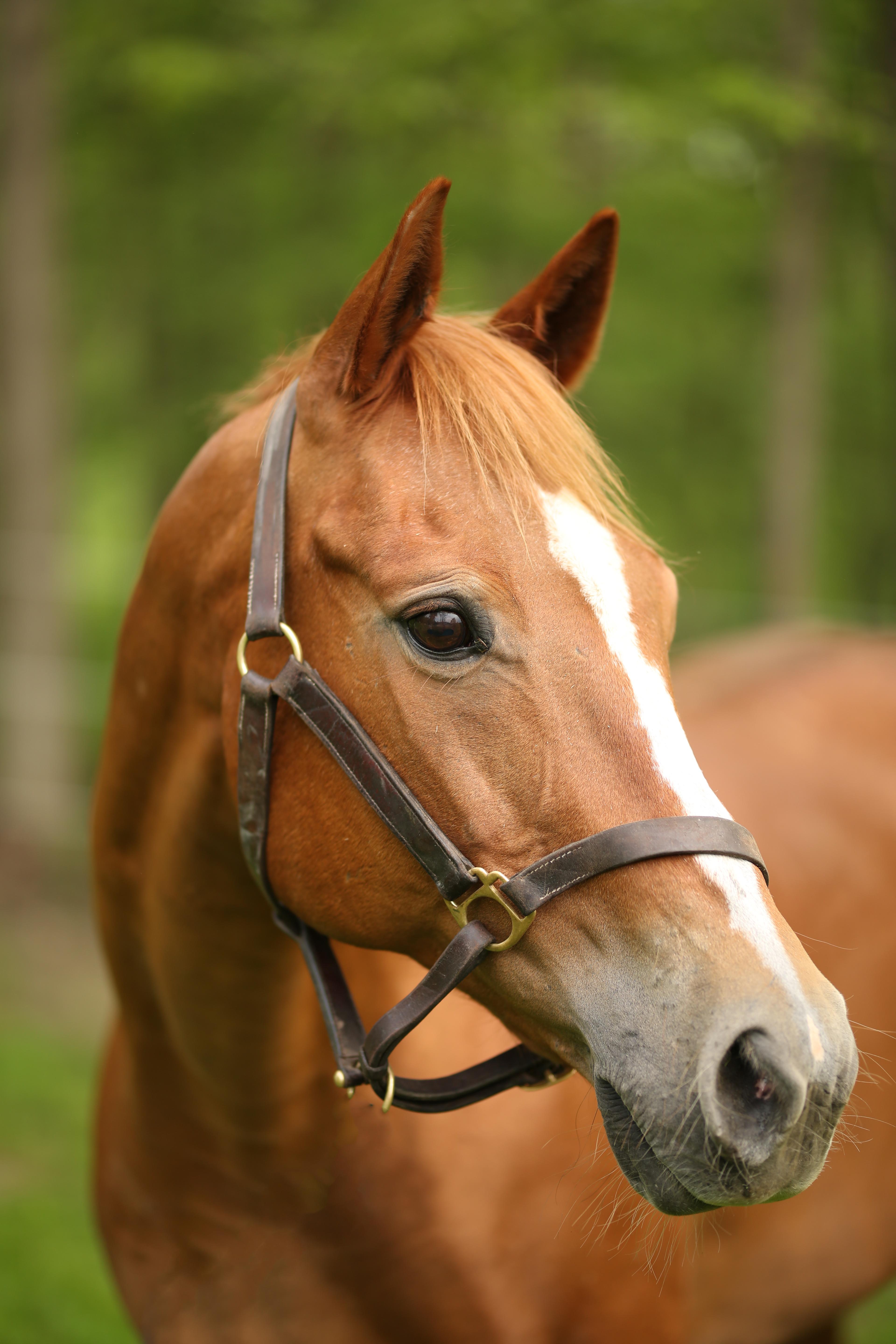 Poppy, a ADOPTABLE Quarterhorse in Wadsworth, OH image 1/2