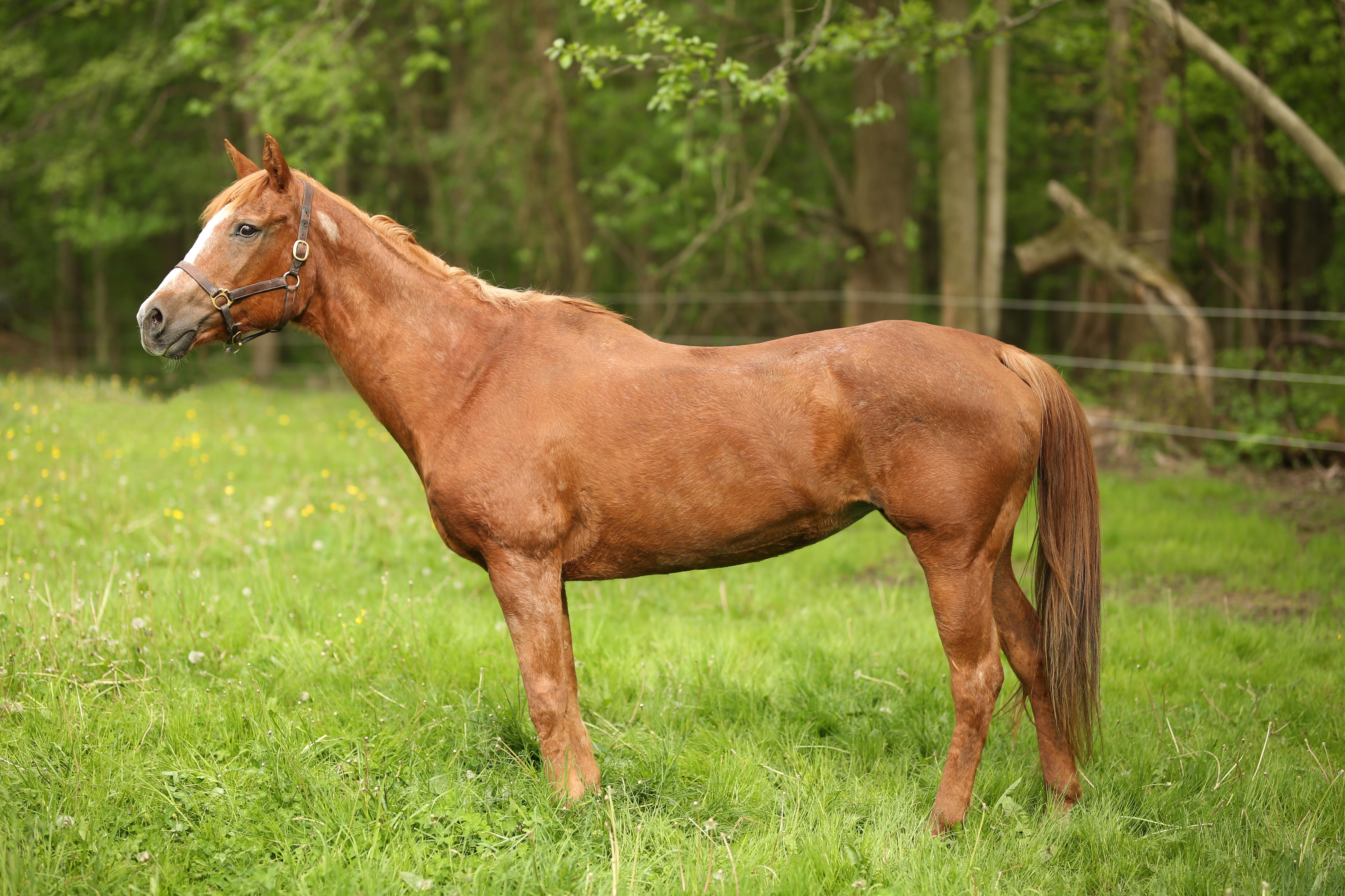 Enlarge Poppy, a ADOPTABLE Quarterhorse in Wadsworth, OH image 2/2