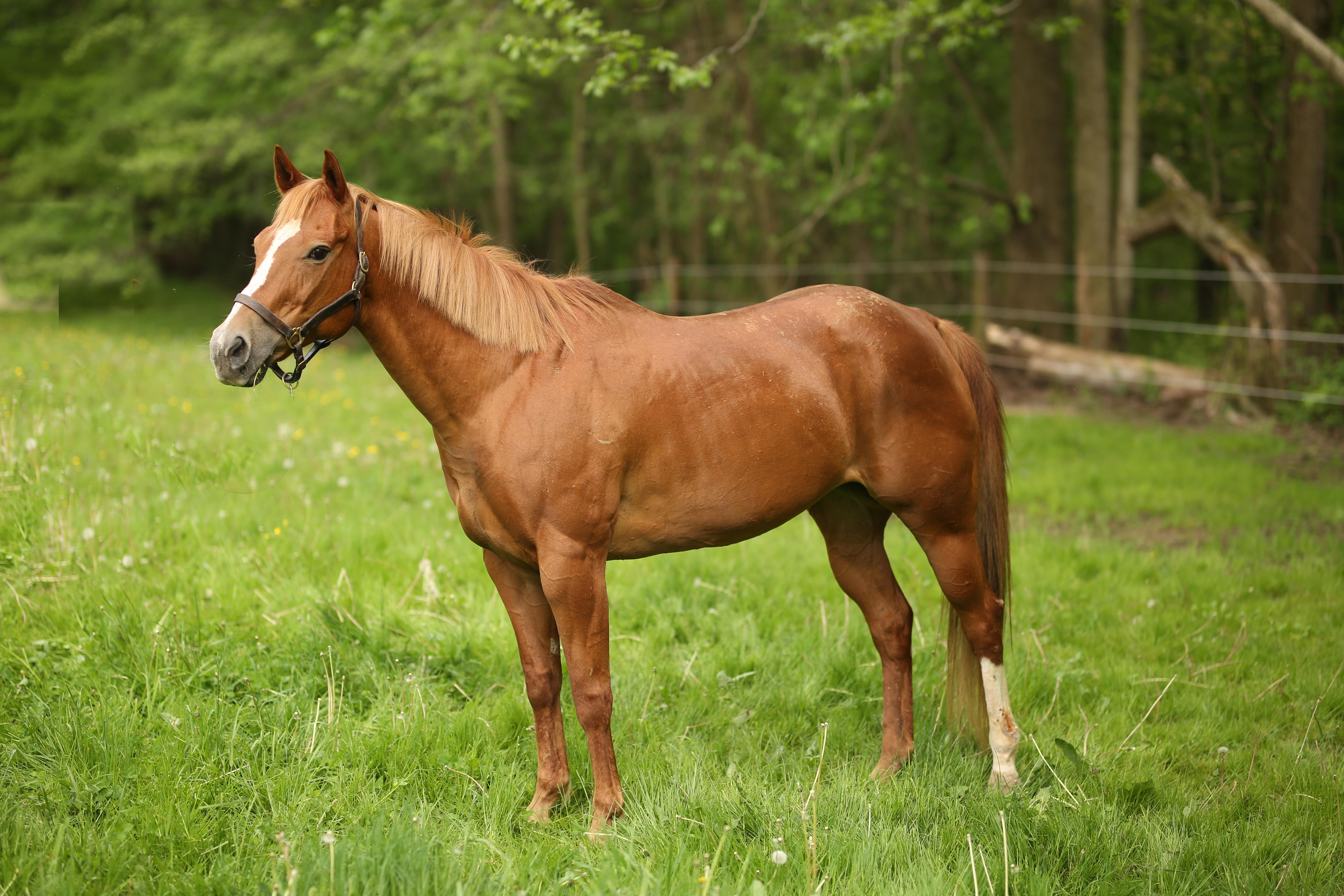 Poppy, a ADOPTABLE Quarterhorse in Wadsworth, OH image 2/2